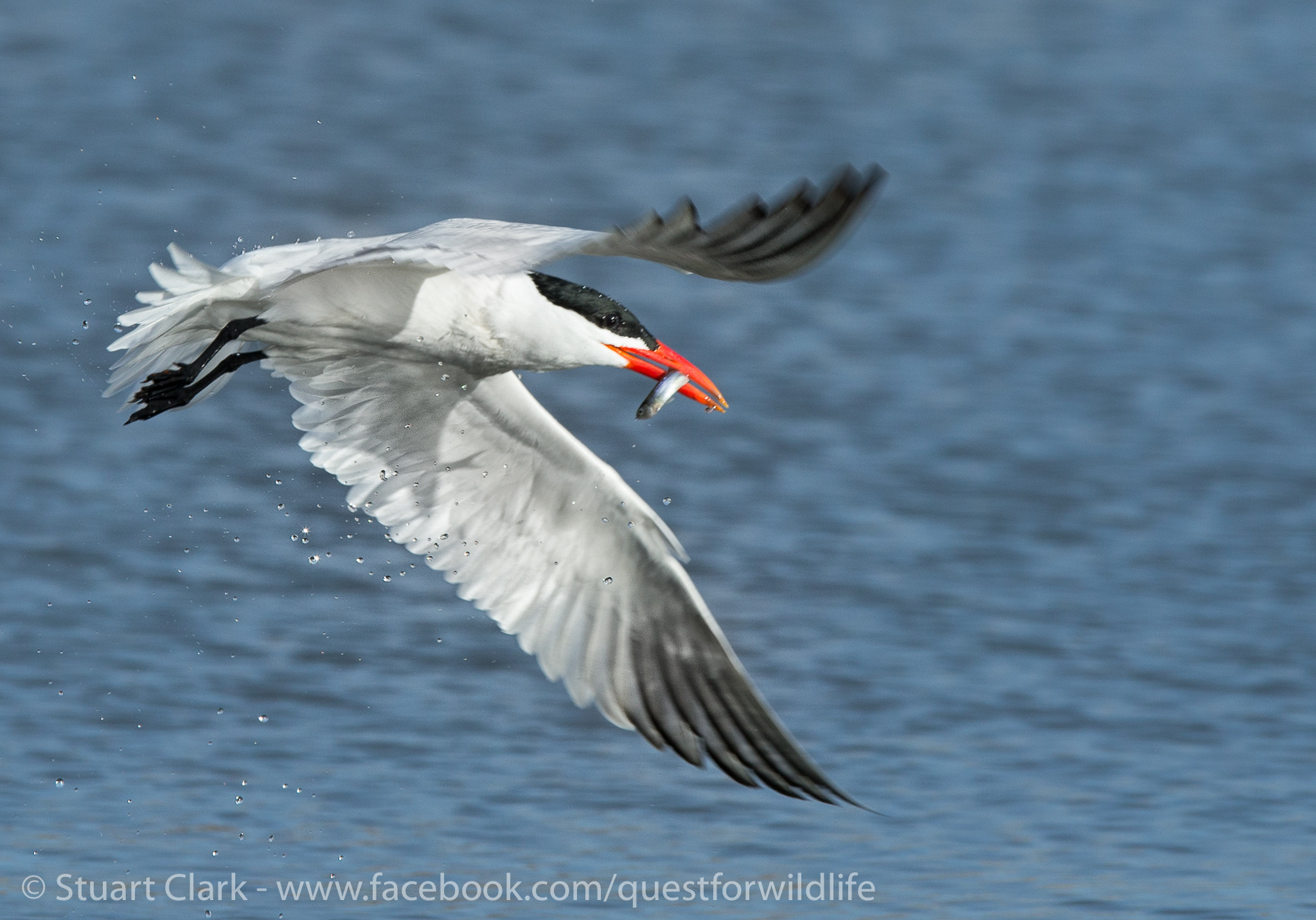 Canon EF 300mm F2.8L IS USM sample photo. Tern key operation photography