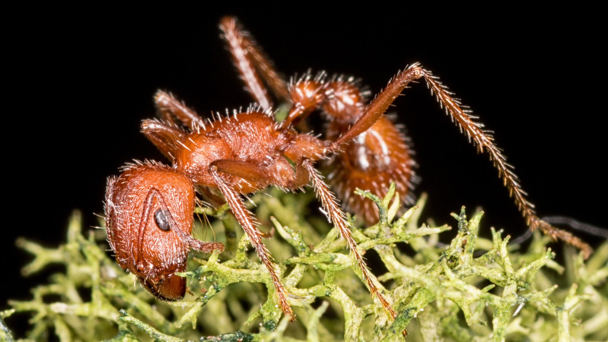 Canon EOS 7D Mark II + Tamron SP AF 90mm F2.8 Di Macro sample photo. Ant photography