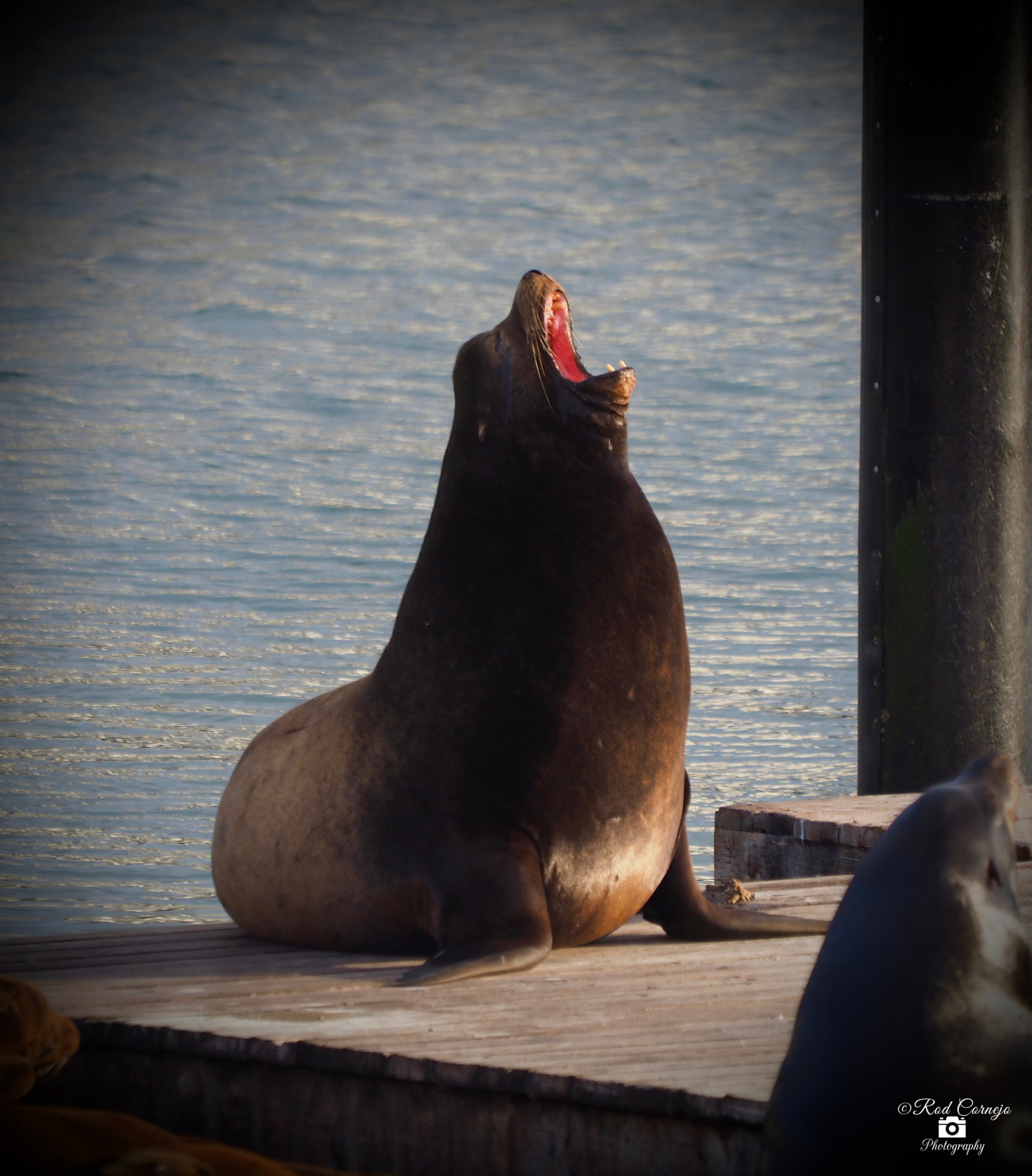 Olympus Zuiko Digital ED 70-300mm F4.0-5.6 sample photo. Sea lion photography