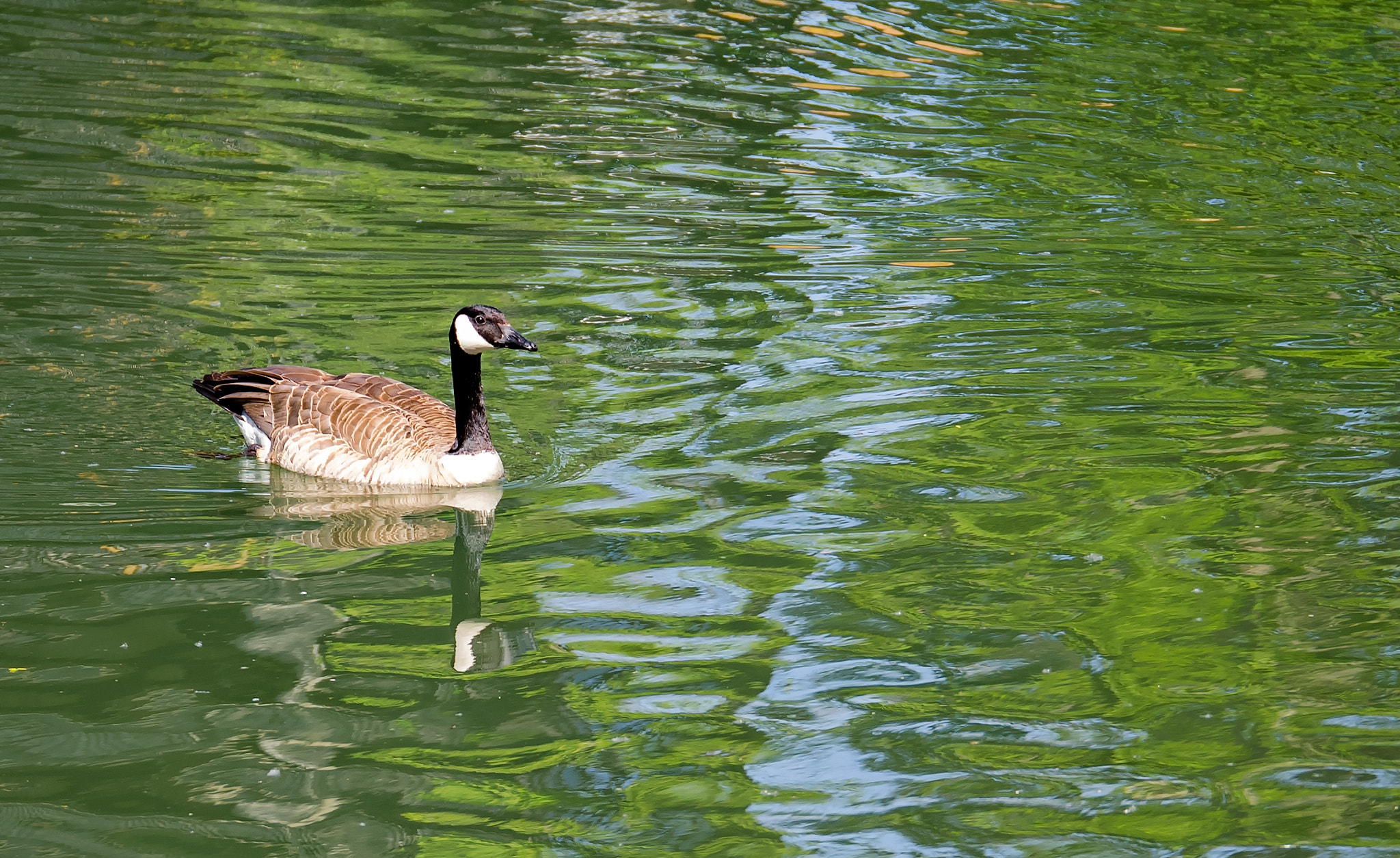 Panasonic Lumix G X Vario 35-100mm F2.8 OIS sample photo. A swimming goose photography