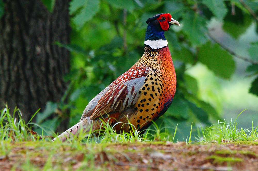 Pheasant by Young Sung Bae / 500px