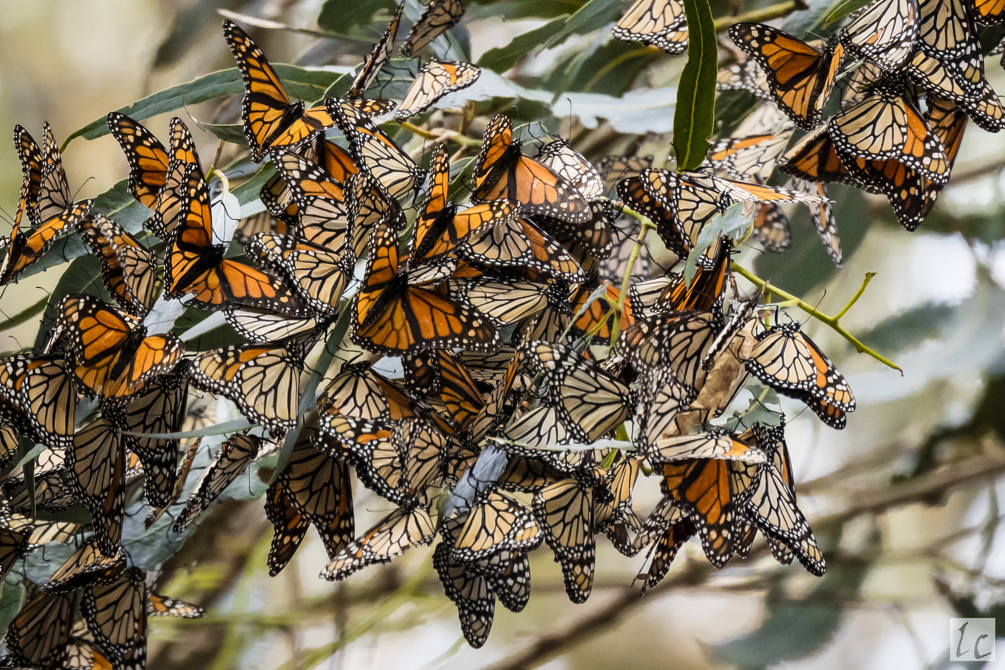 Canon EF 100-400mm F4.5-5.6L IS II USM sample photo. Monarch butterflies photography