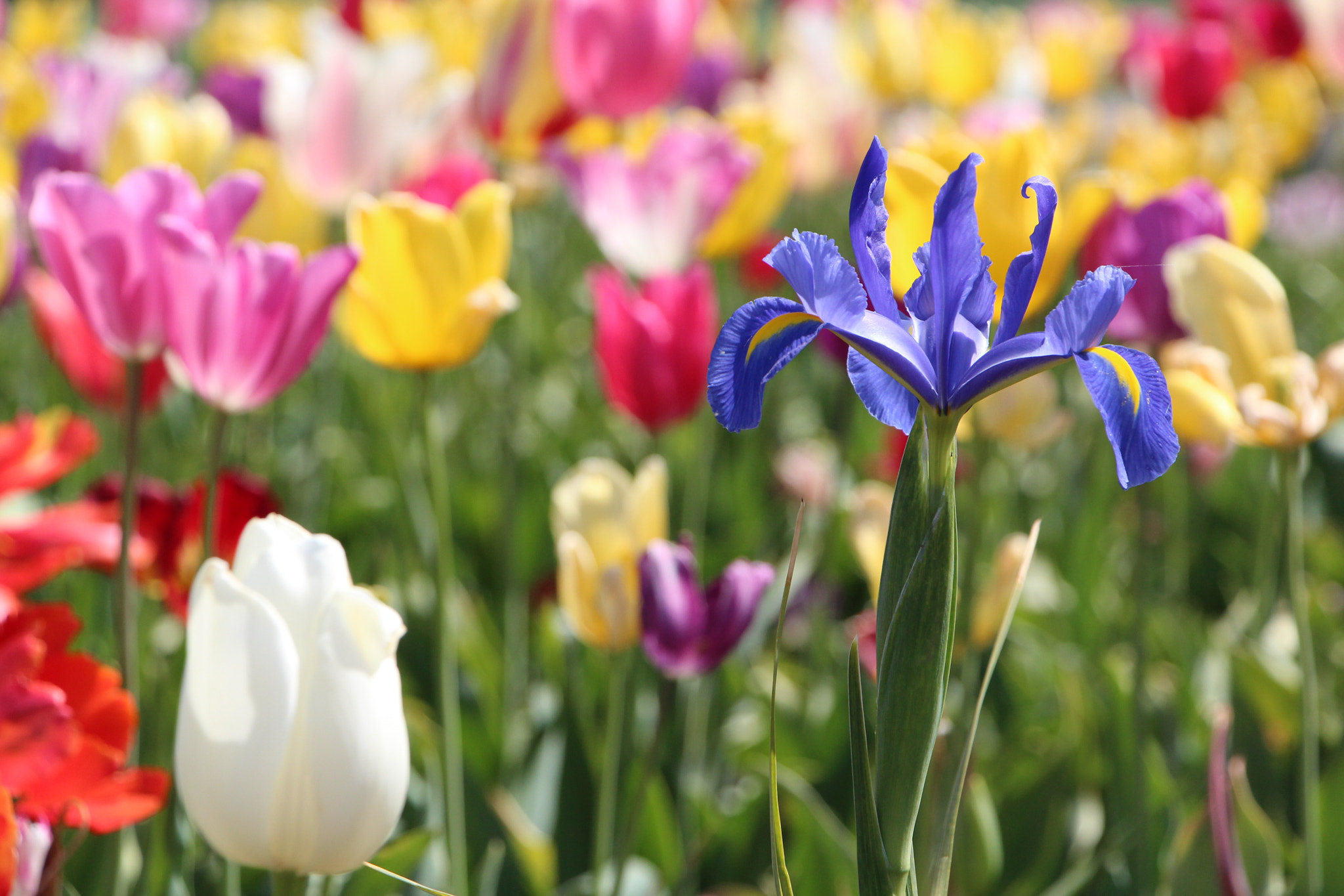 Canon EF-S 18-135mm F3.5-5.6 IS STM sample photo. Tulip-wannabe iris photography