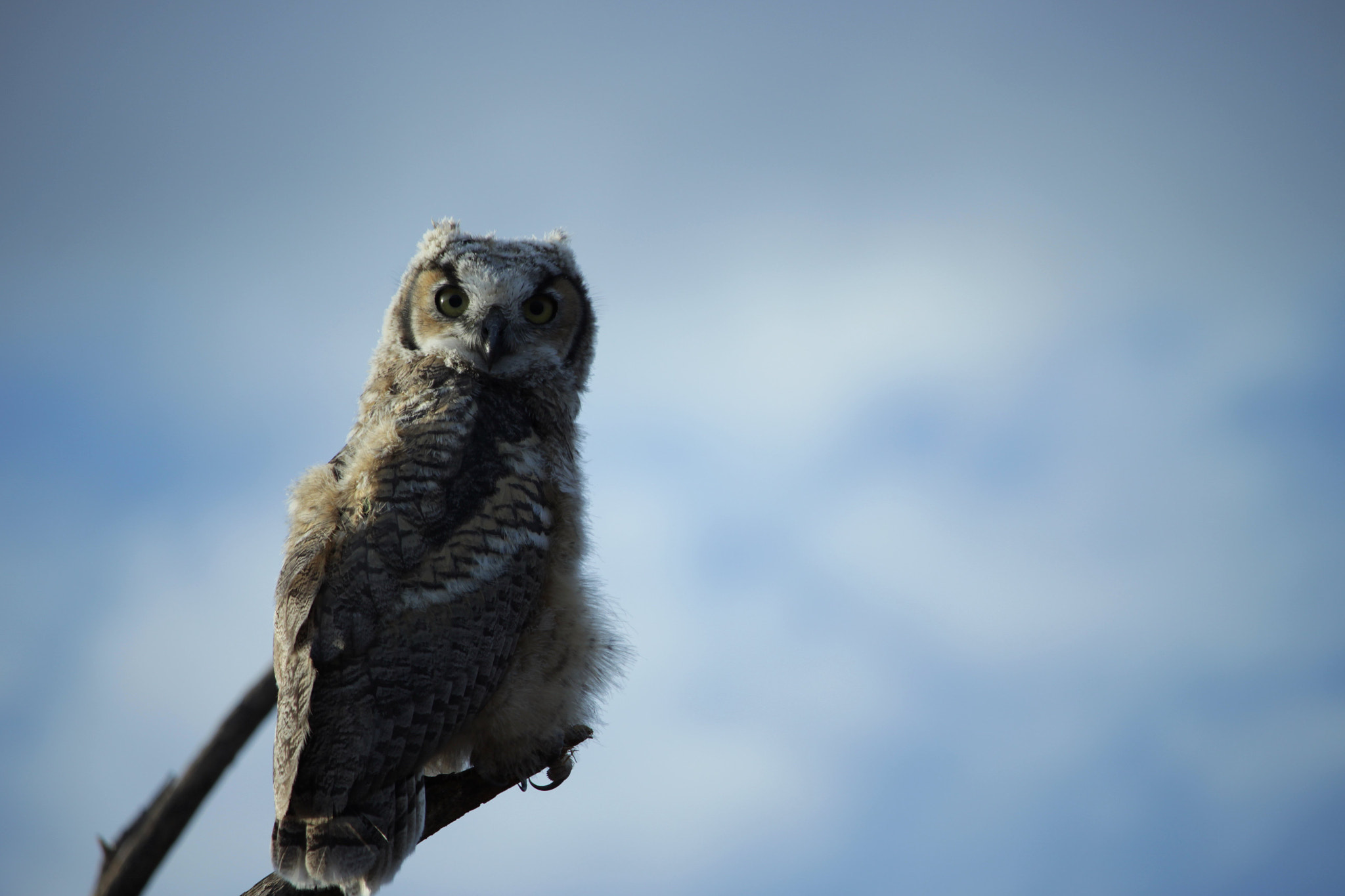 Canon EOS M2 + Canon EF-S 55-250mm F4-5.6 IS STM sample photo. Baby owl photography