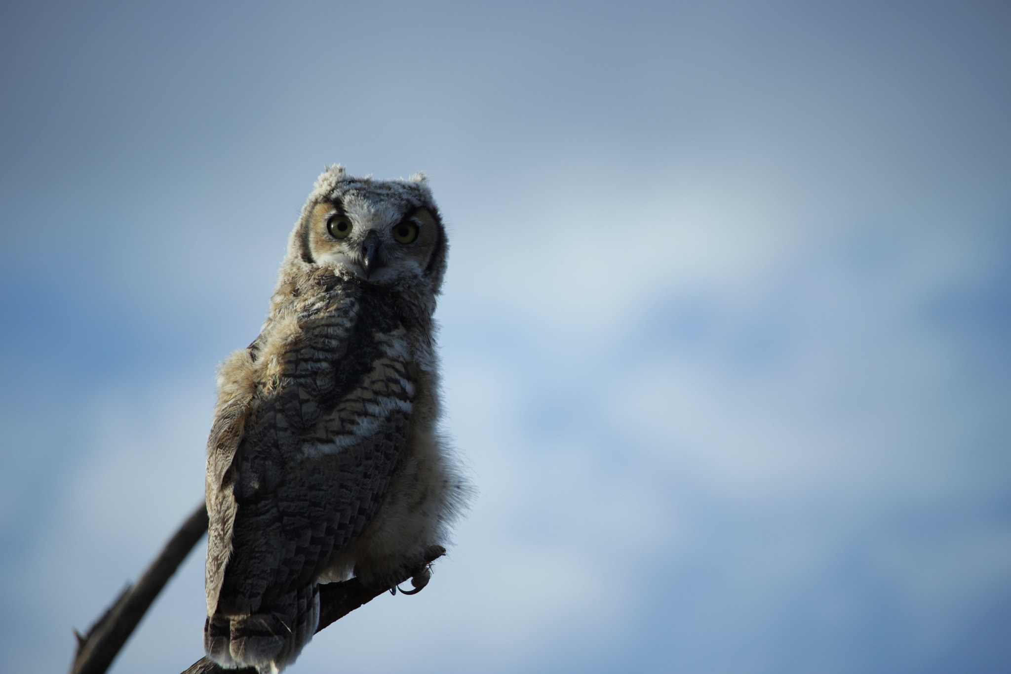 Canon EOS M2 sample photo. Baby owl photography