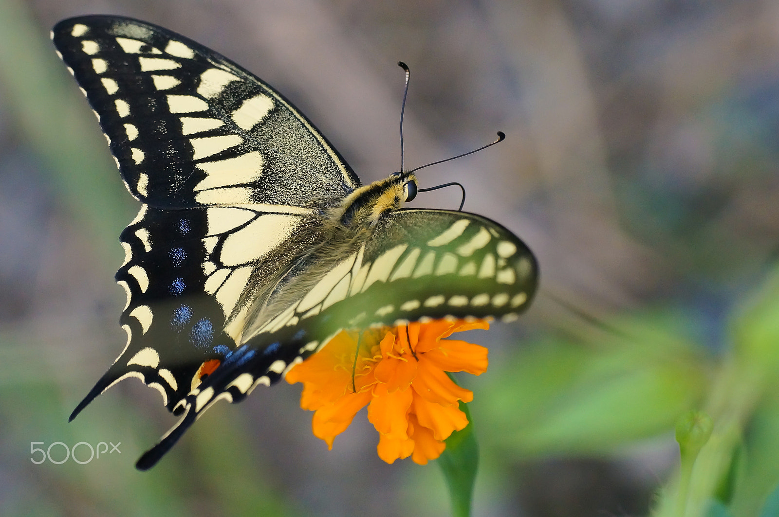 Sony SLT-A57 + Minolta AF 100mm F2.8 Macro [New] sample photo. The swallowtail photography