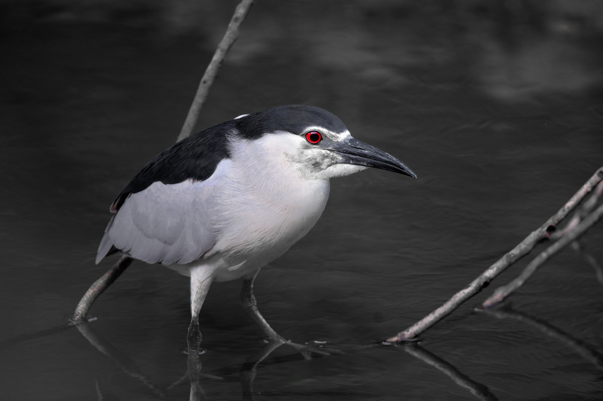 Tamron SP 150-600mm F5-6.3 Di VC USD sample photo. Night heron photography