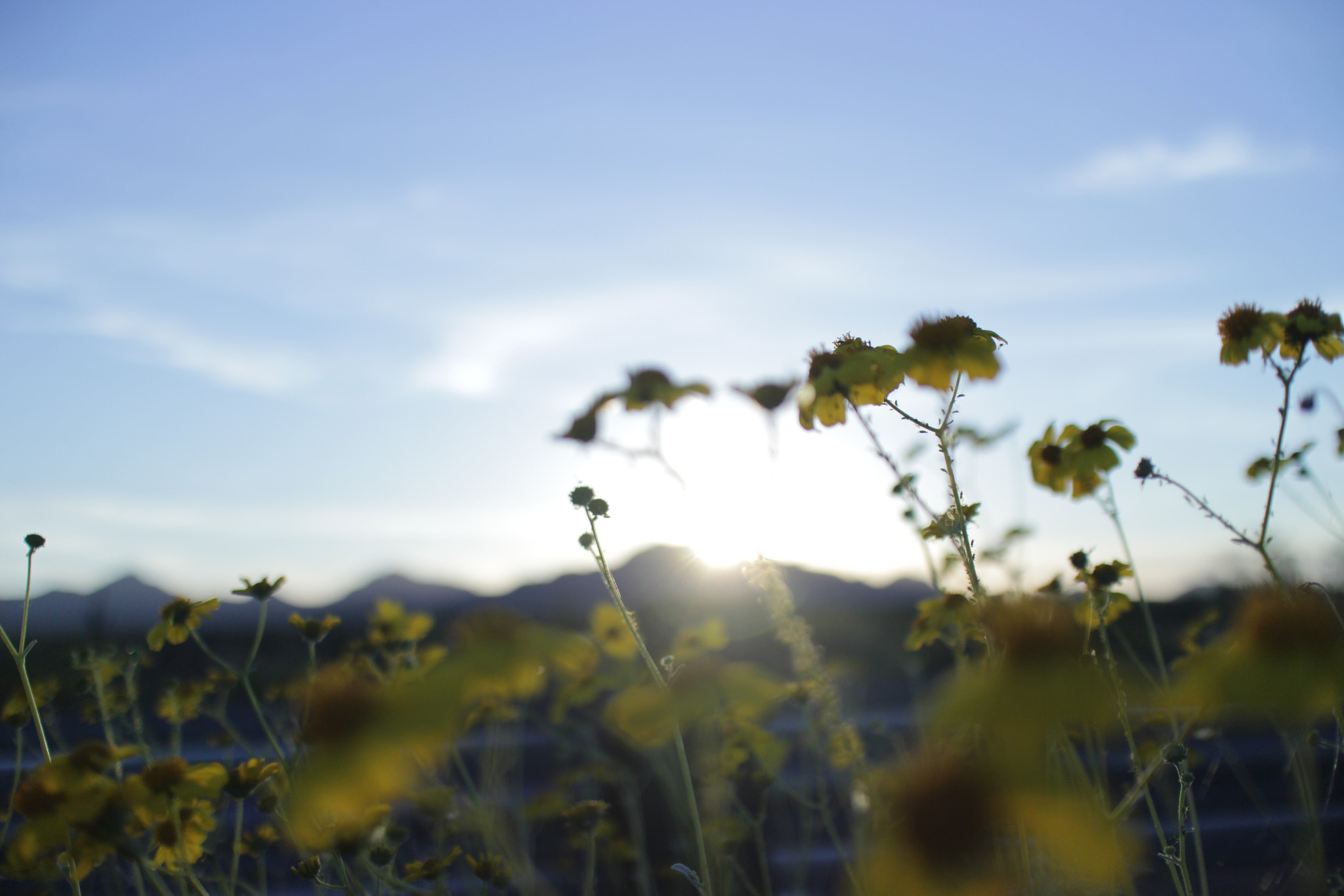 Canon EOS M2 + Canon EF-M 22mm F2 STM sample photo. Flowers in sunset photography