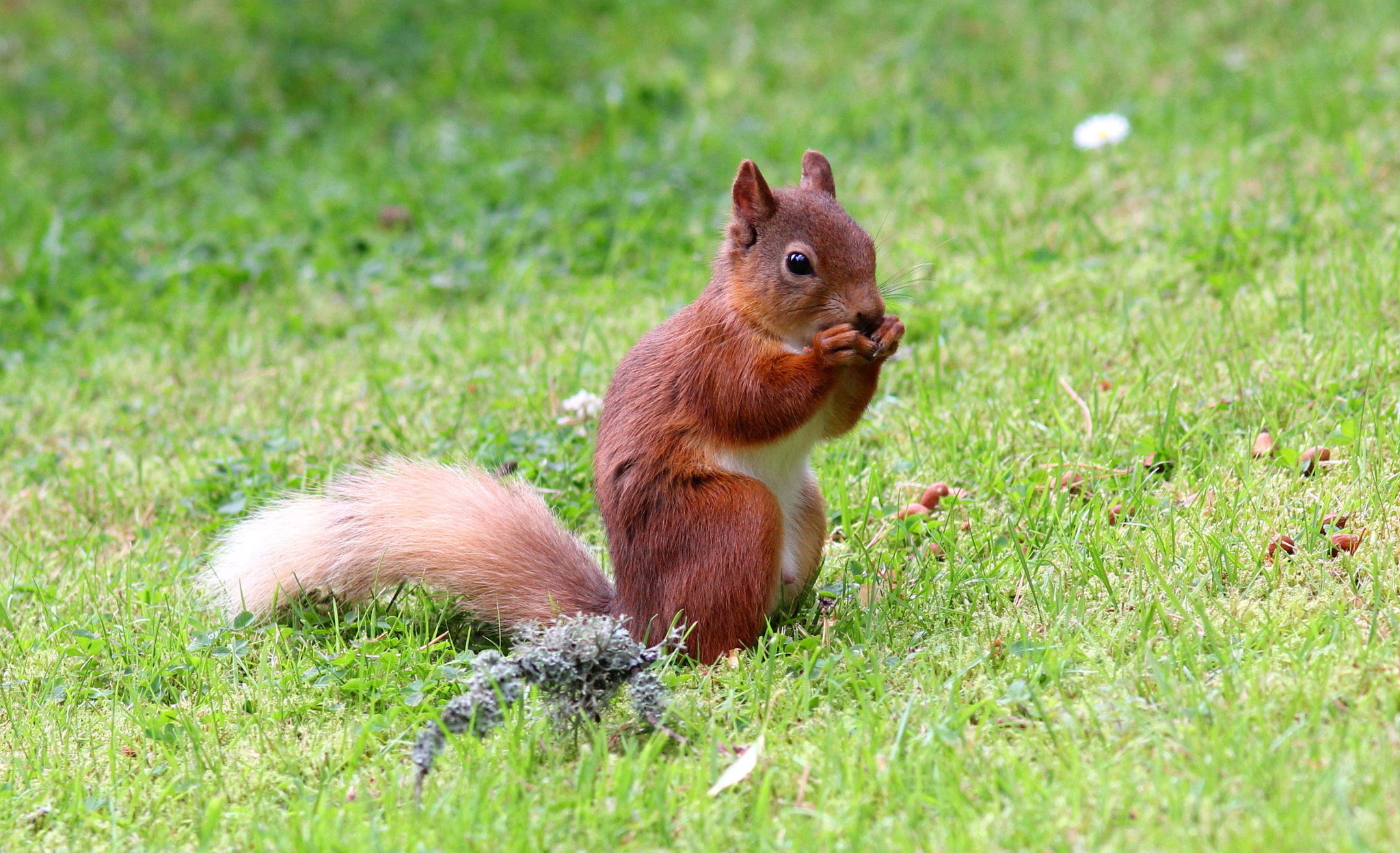 Canon EF 300mm F4L IS USM sample photo. Red squirrel photography