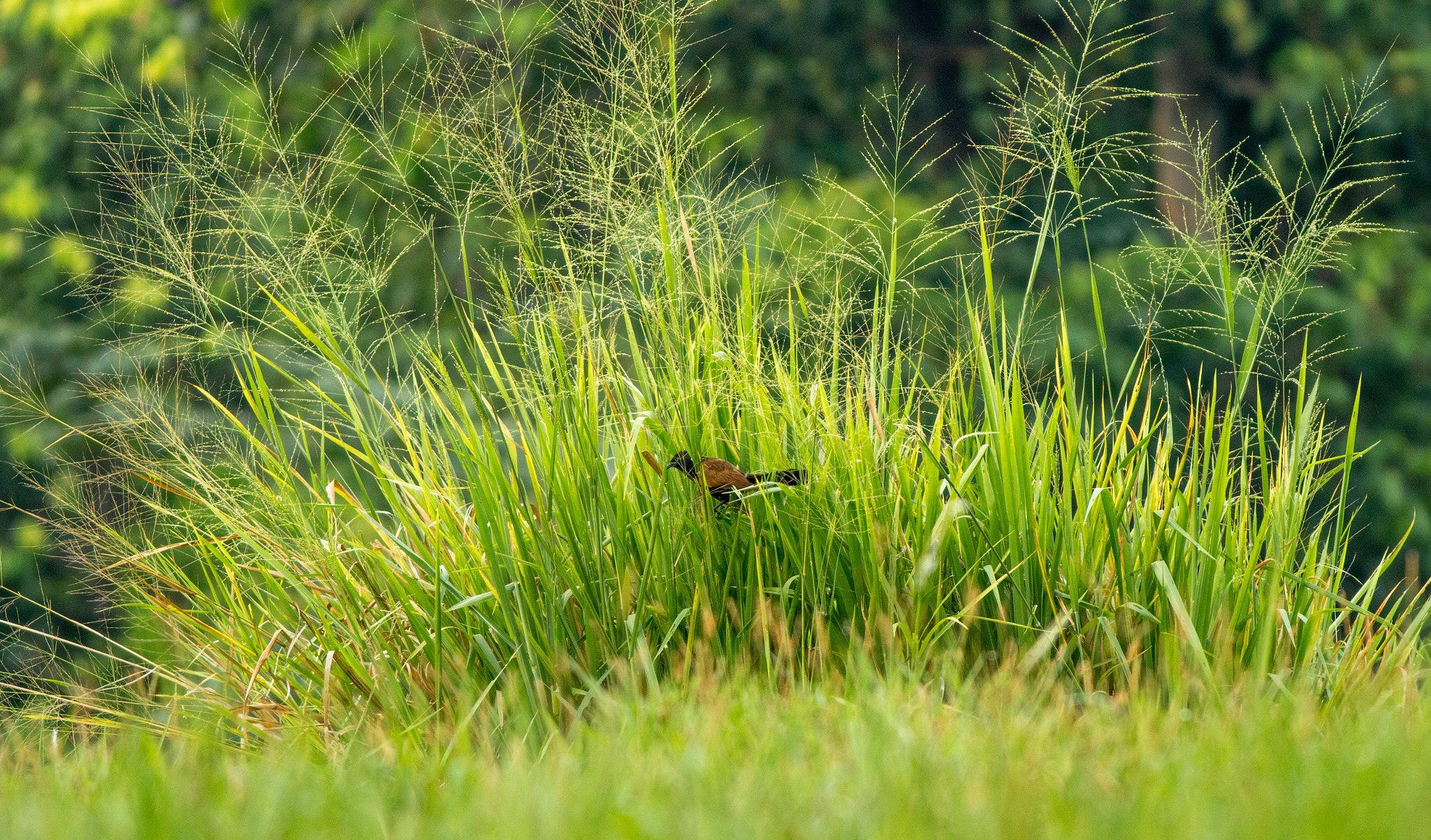 Canon EOS 70D + Canon EF 400mm F5.6L USM sample photo. Greater coucal in grass photography