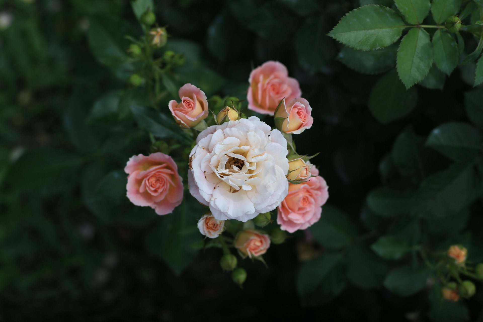 Canon EF 28-70mm f/3.5-4.5 sample photo. China rose photography