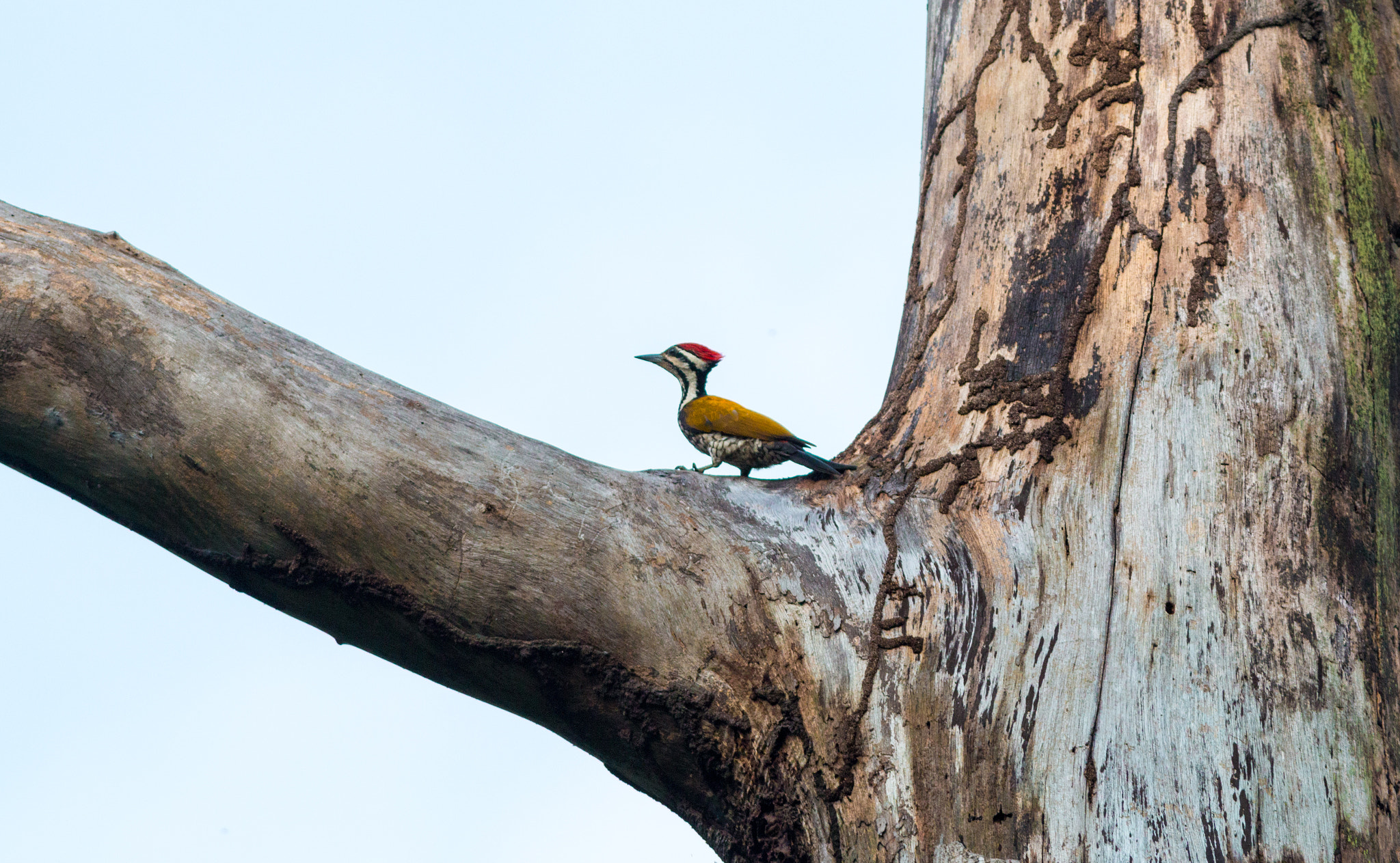 Canon EOS 70D + Canon EF 400mm F5.6L USM sample photo. Common flameback scaling a dead tree photography