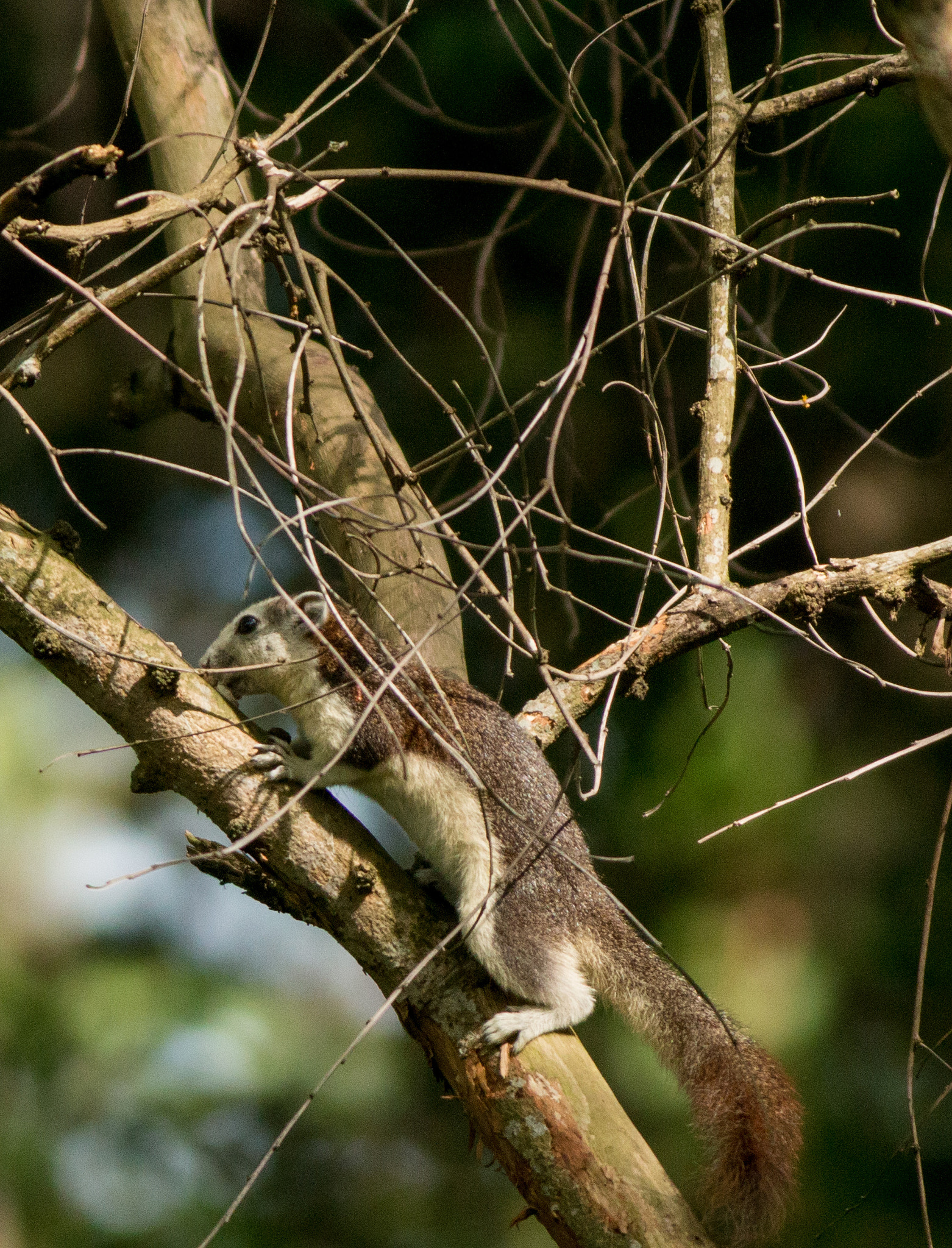 Canon EOS 70D + Canon EF 400mm F5.6L USM sample photo. Variable squirrel looking for breakfast photography