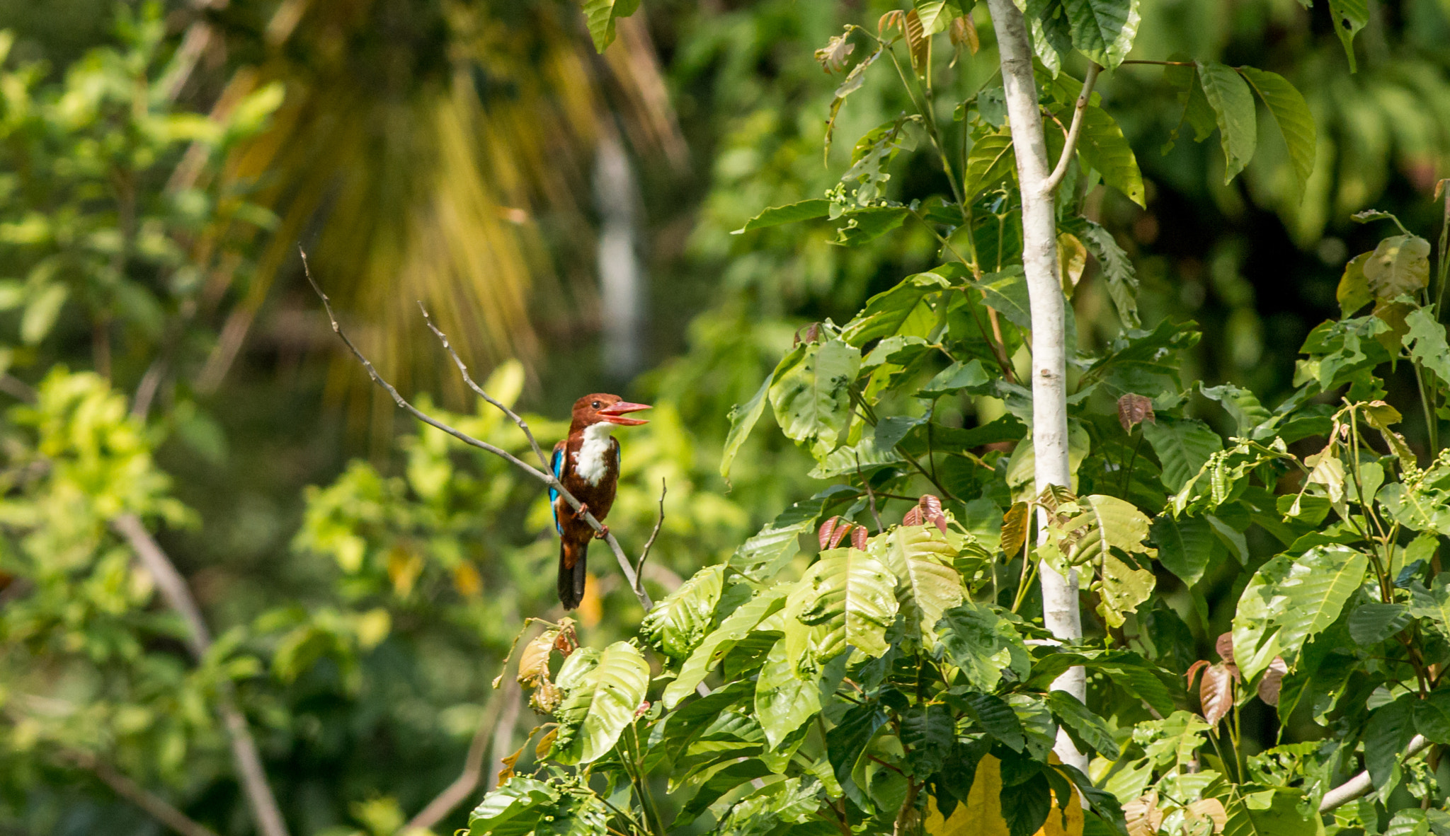 Canon EOS 70D + Canon EF 400mm F5.6L USM sample photo. White-throated kingfisher striking a pose photography
