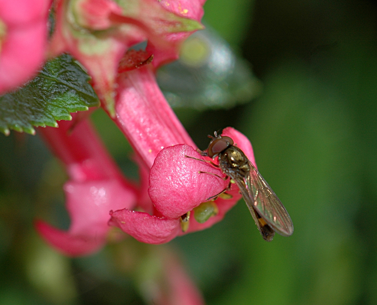 Nikon D70s + Sigma Macro 90mm F2.8 sample photo. A photography