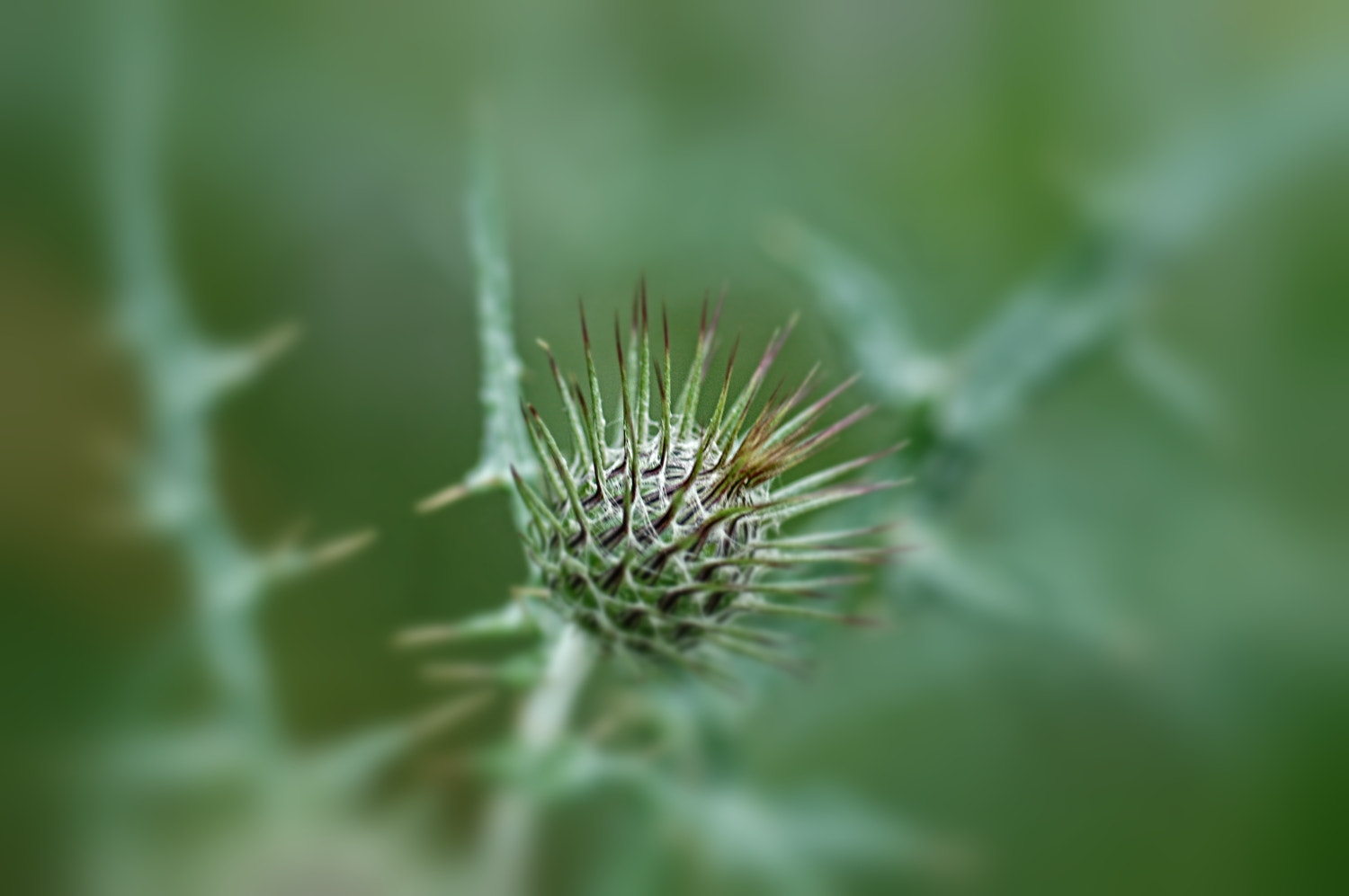 Nikon D70s + Sigma Macro 90mm F2.8 sample photo. A photography