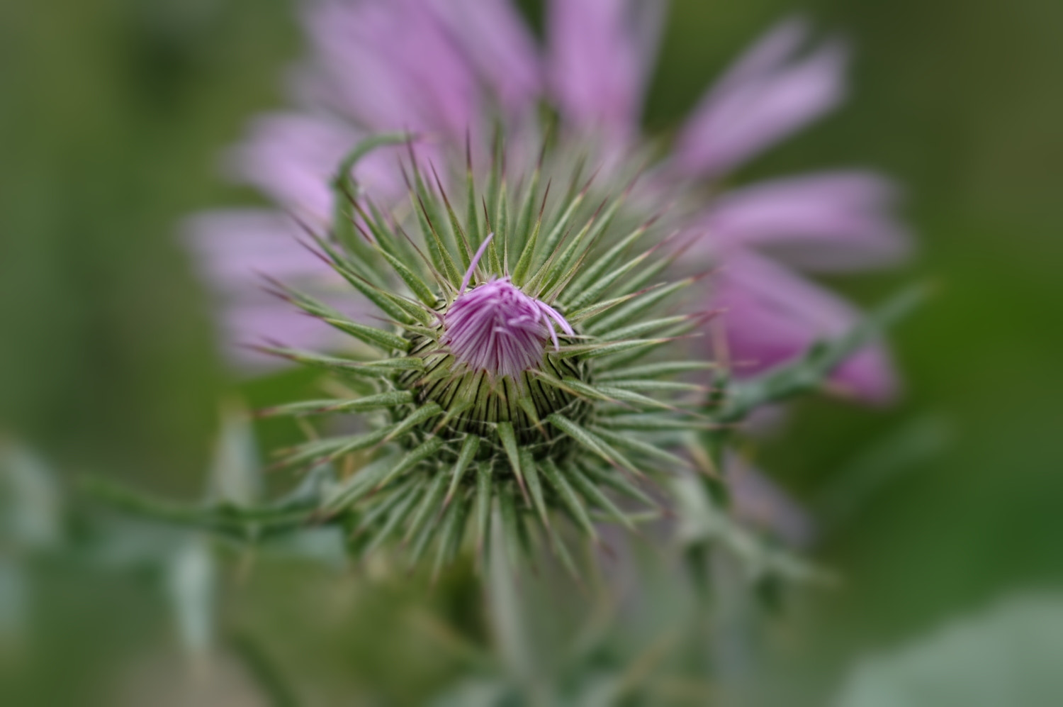 Nikon D70s + Sigma Macro 90mm F2.8 sample photo. A photography