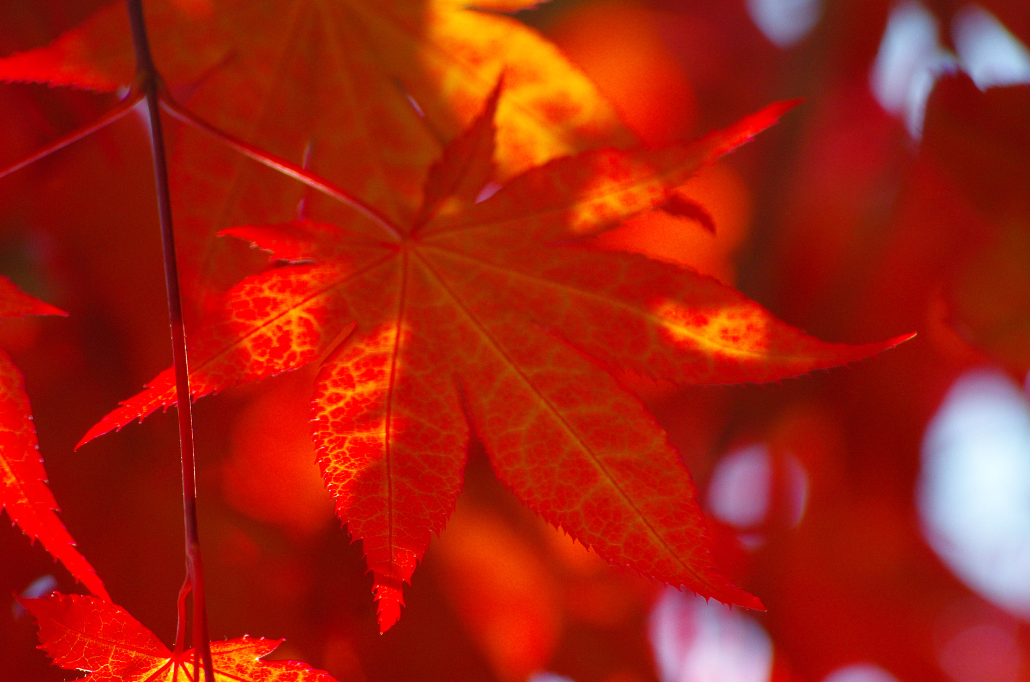 smc PENTAX-DA L 55-300mm F4-5.8 ED sample photo. Maple leaf - dream in red photography
