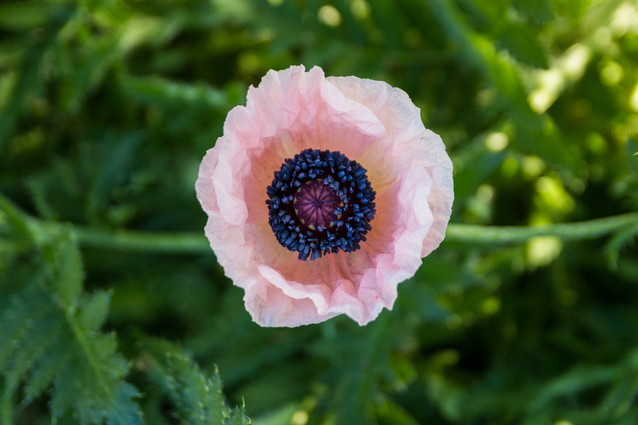 Sigma 18-50mm f/2.8 Macro sample photo. Pink poppy photography
