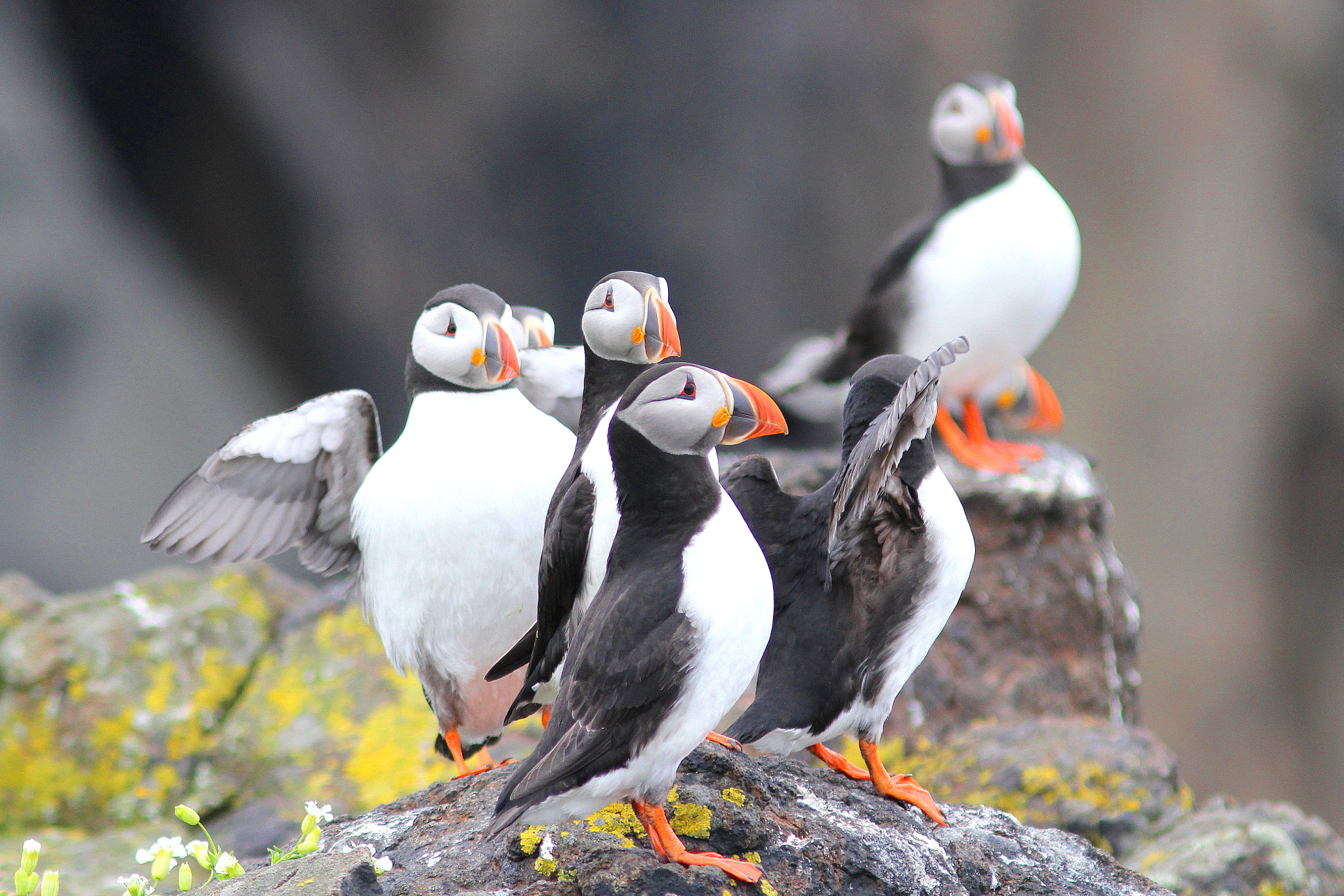 Canon EF 300mm F4L IS USM sample photo. Puffins photography