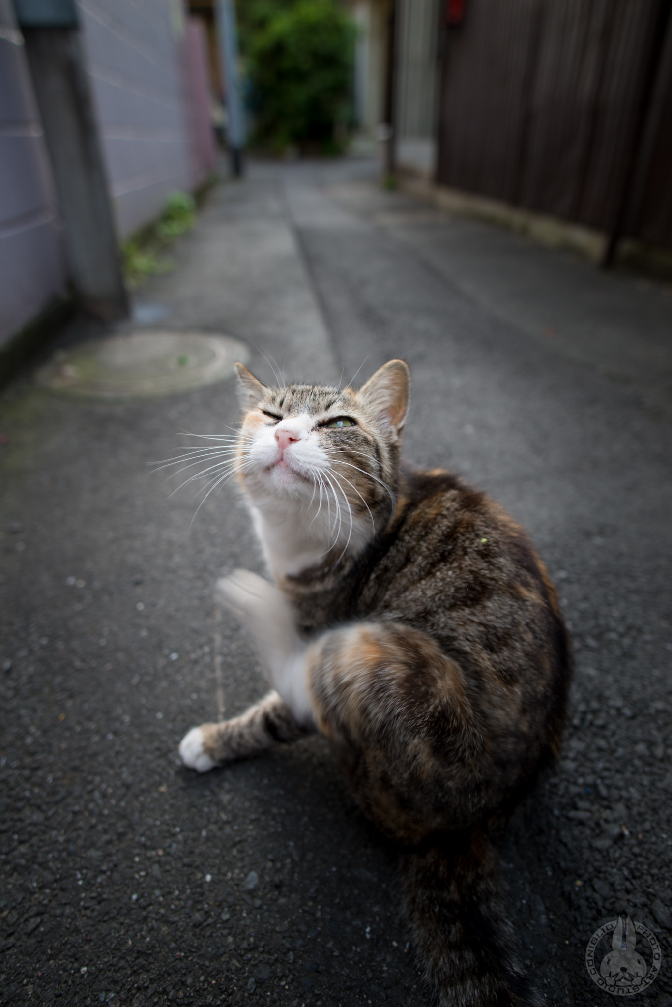 Nikon D800E + Nikon AF-S Nikkor 20mm F1.8G ED sample photo. Scratching photography