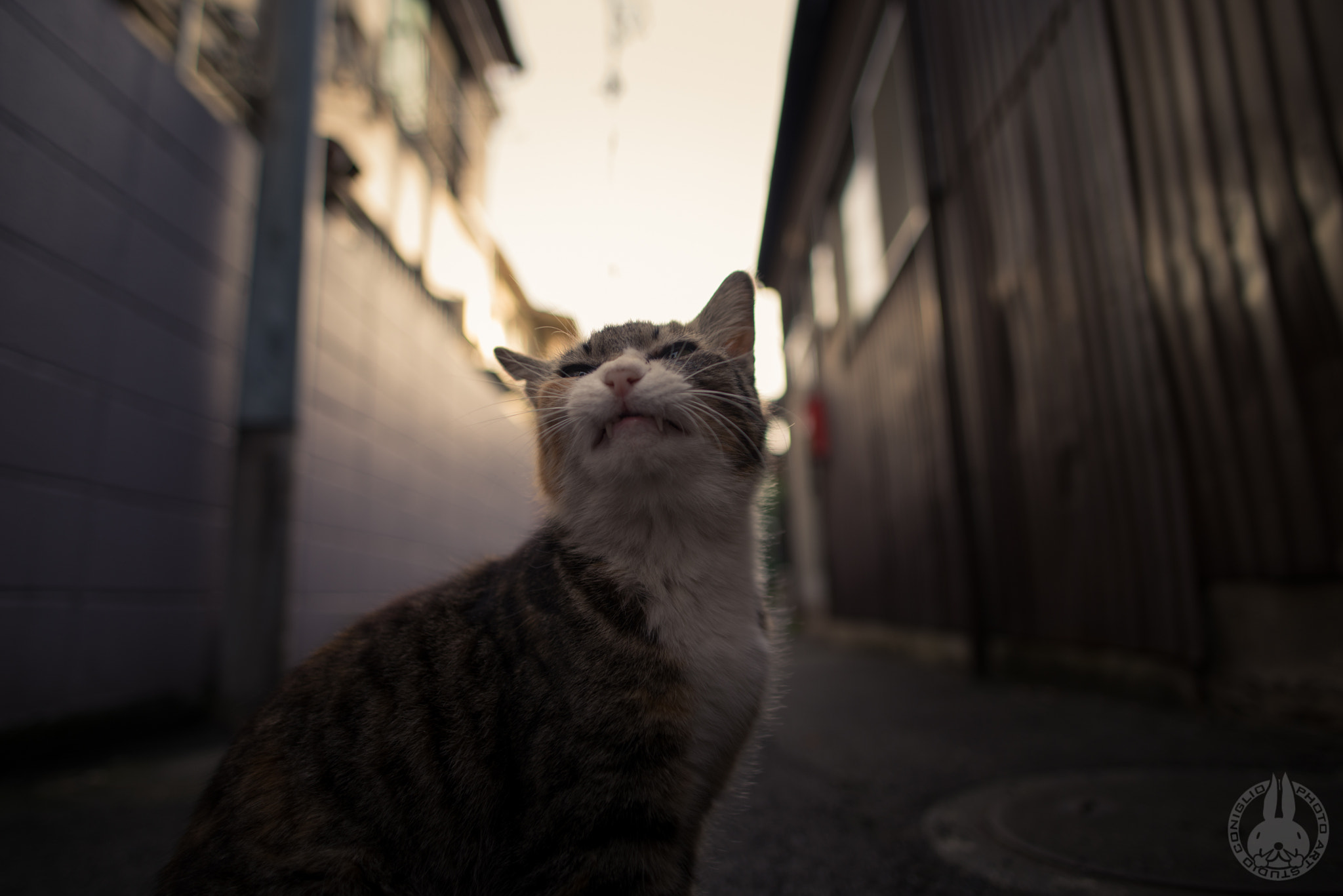 Nikon D800E + Nikon AF-S Nikkor 20mm F1.8G ED sample photo. My little friend photography