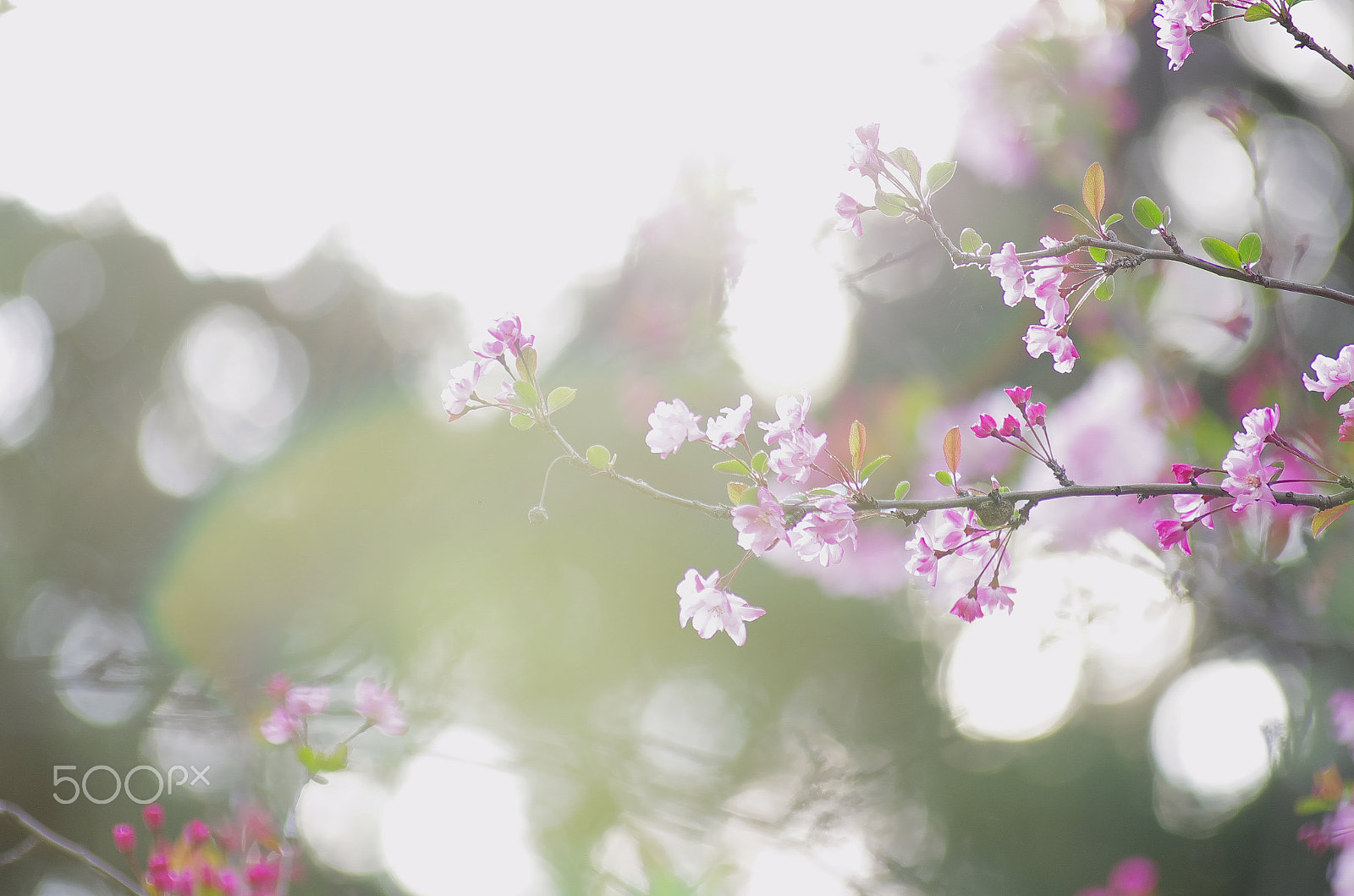 smc PENTAX-FA* 80-200mm F2.8 ED[IF] sample photo. Begonia flower photography