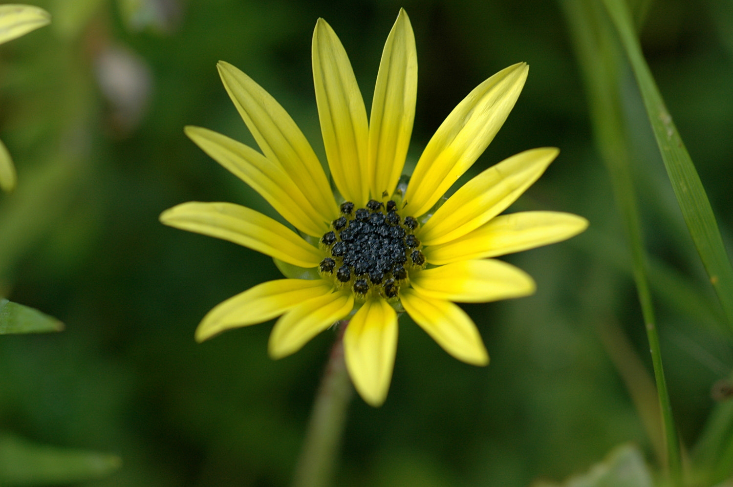 Nikon D70s + Sigma Macro 90mm F2.8 sample photo. A photography