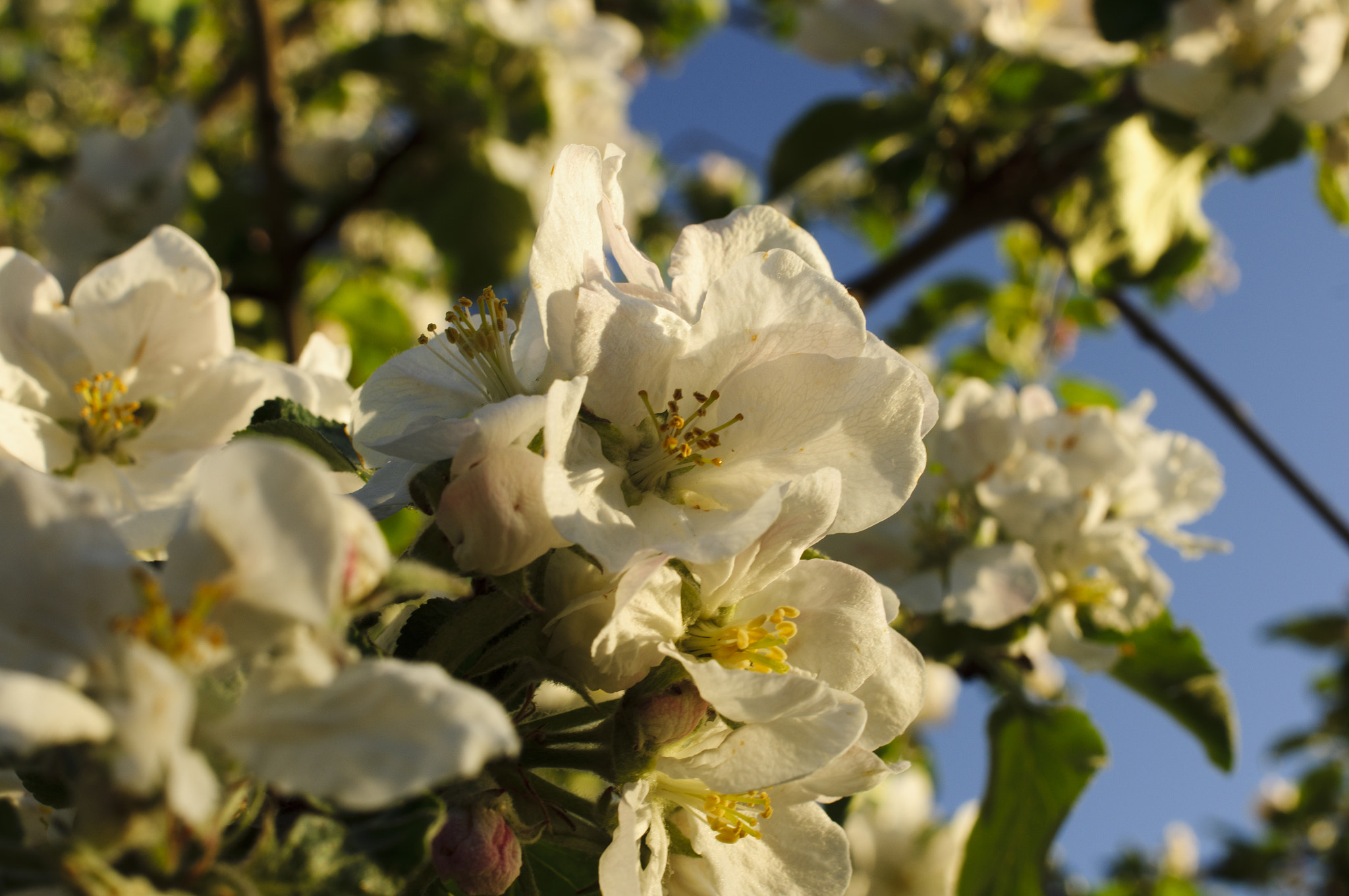 Sony Alpha DSLR-A580 sample photo. Apple blossom photography