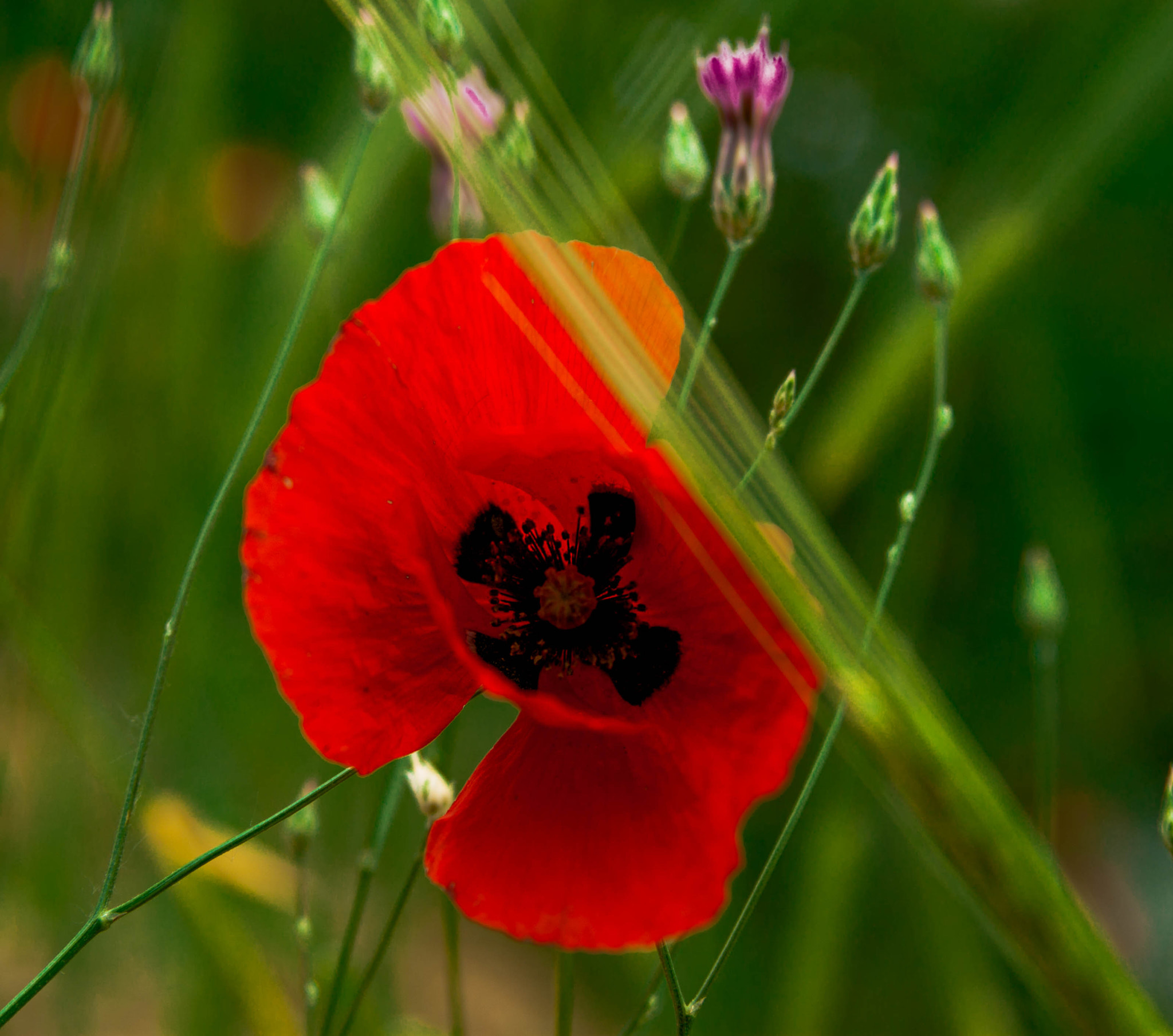 Sigma 24-70mm F2.8 EX DG Macro sample photo. Poppy  photography