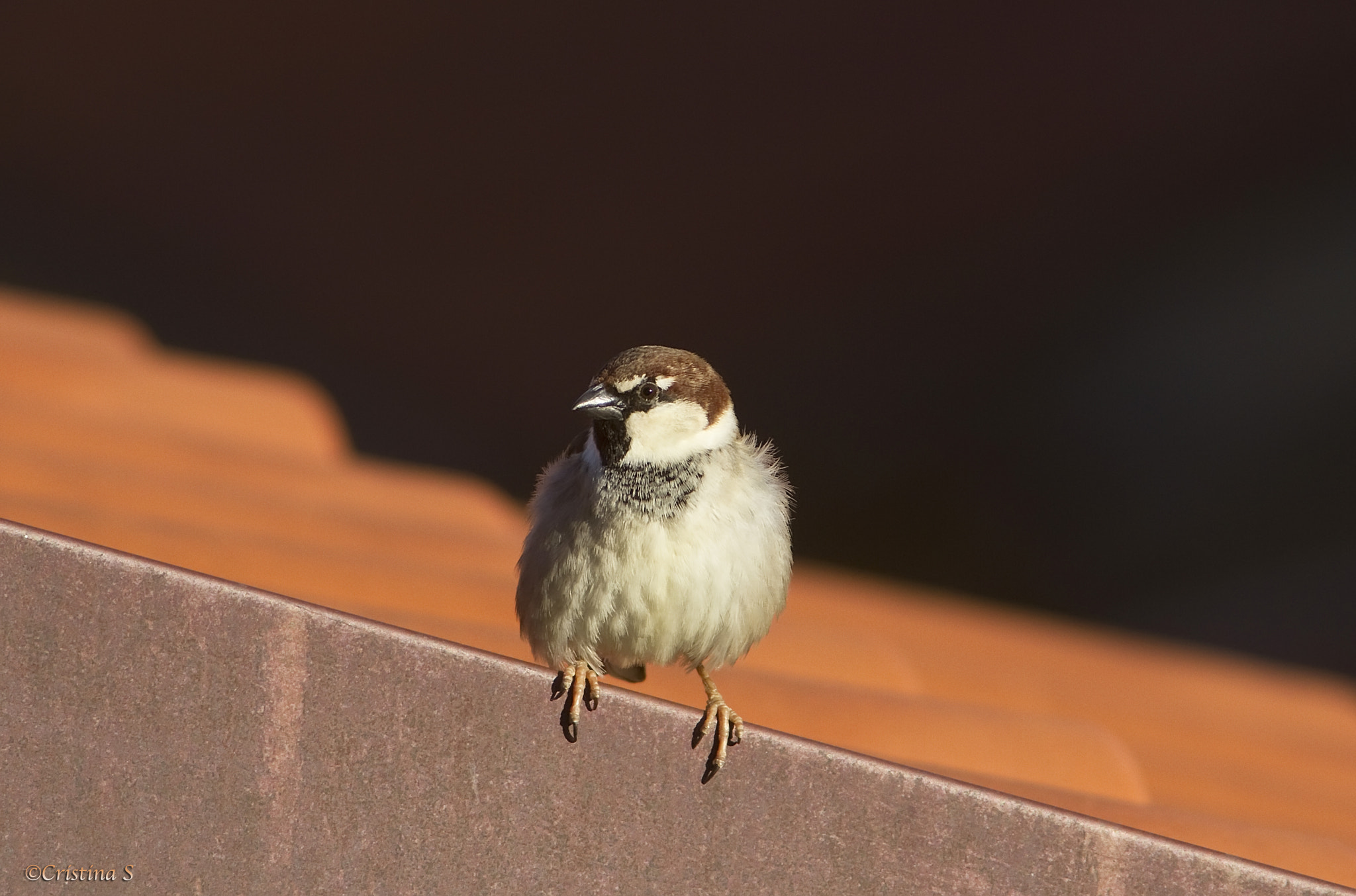 Canon EF 200mm f/2.8L II + 2x sample photo. Sparrow photography