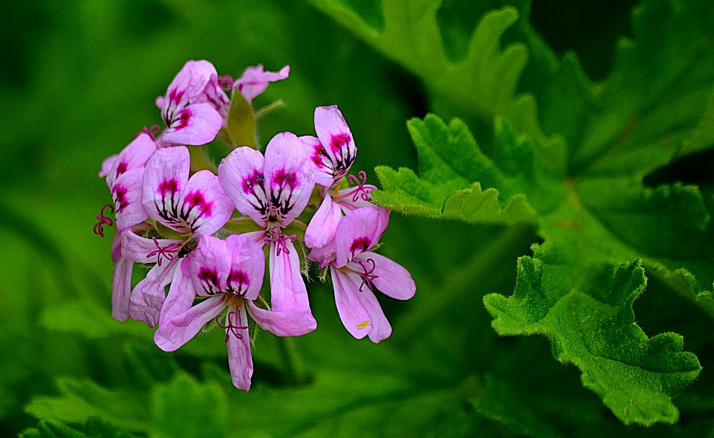 Sigma 70-300mm F4-5.6 APO Macro Super II sample photo. Pelargonium  - itır photography