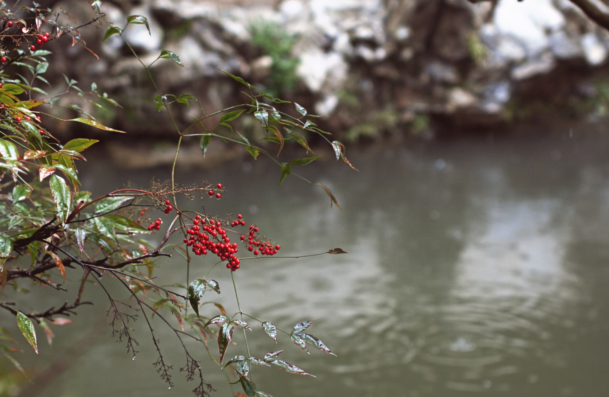 Sigma 50mm F1.4 EX DG HSM sample photo. * photography