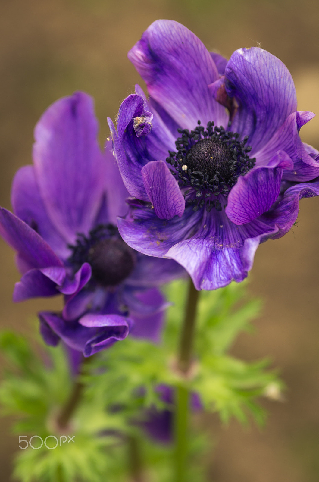 Pentax smc DA* 300mm F4.0 ED (IF) SDM sample photo. Anemone photography