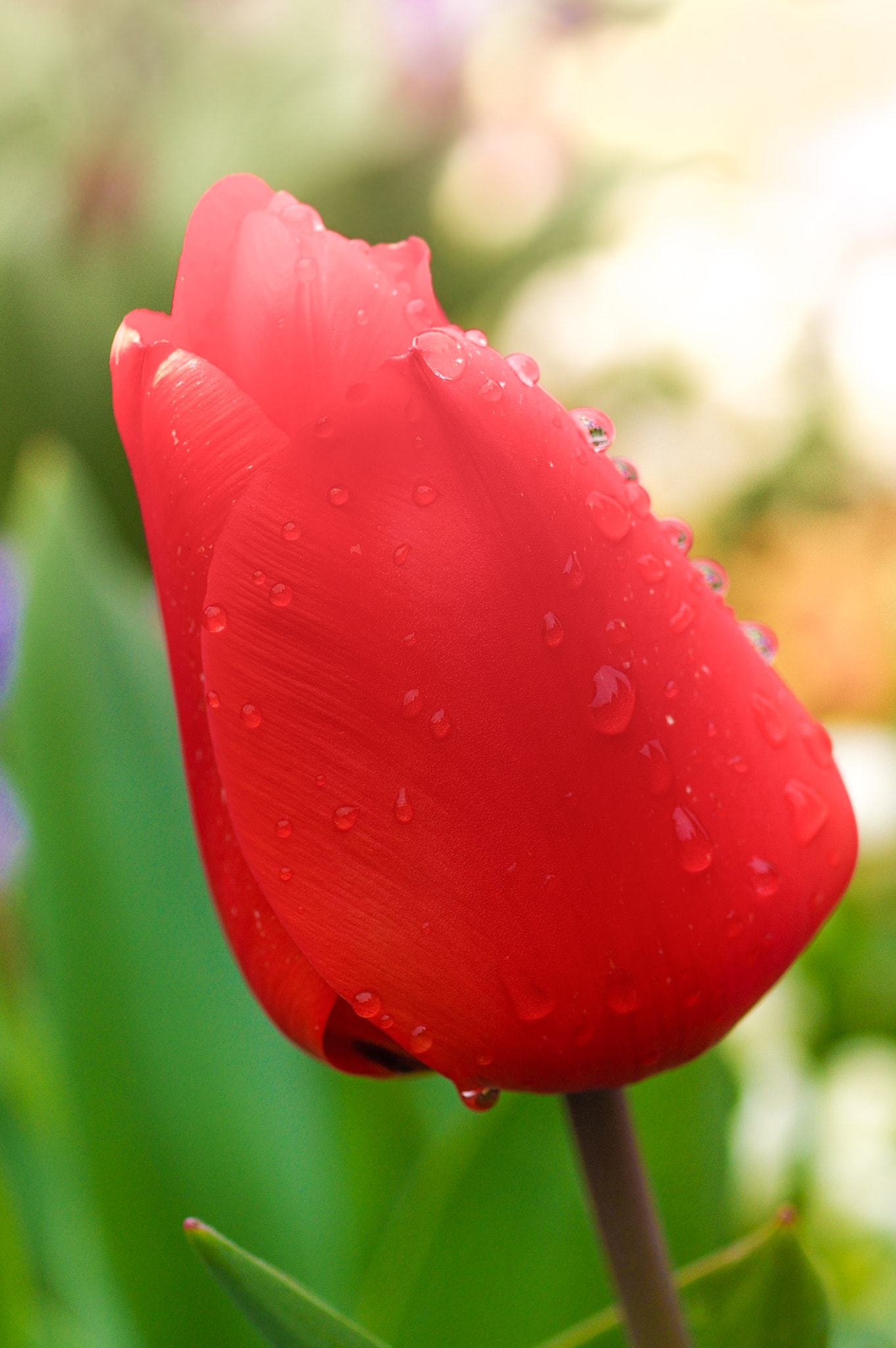 HD Pentax DA 35mm F2.8 Macro Limited sample photo. Flower photography