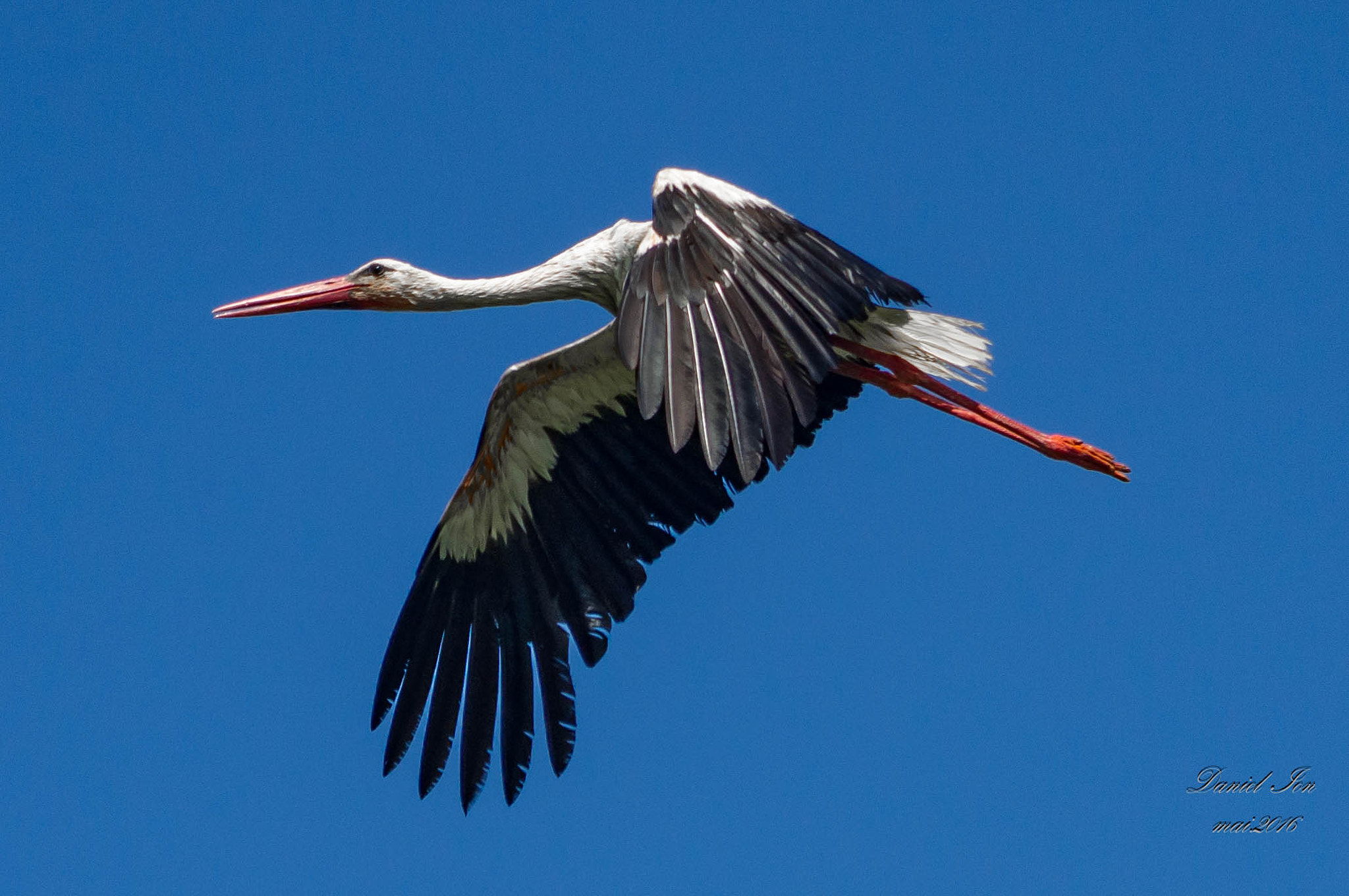 smc PENTAX-FA 70-200mm F4-5.6 sample photo. Ciconia ciconia photography