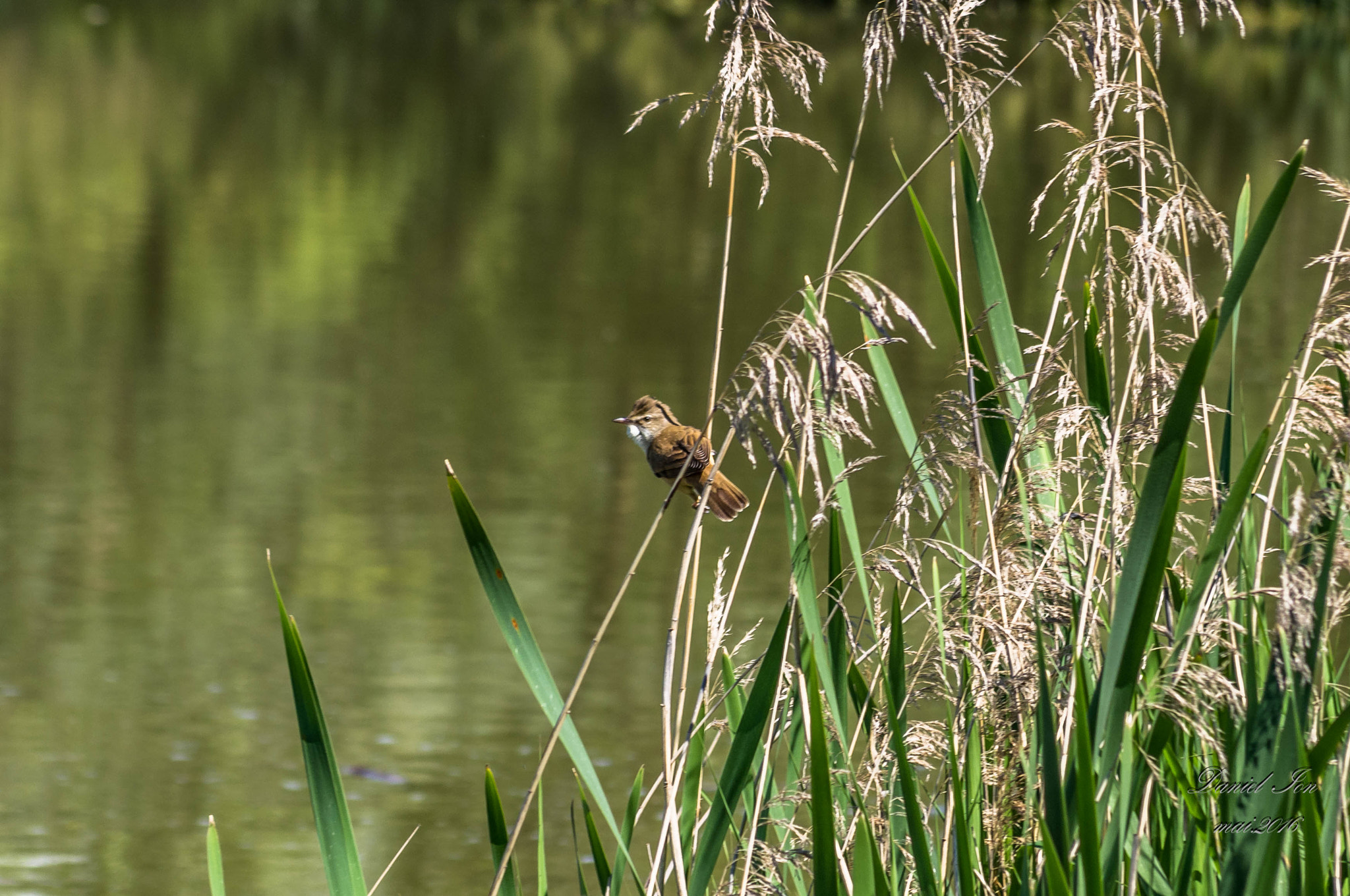 Pentax K-x + smc PENTAX-FA 70-200mm F4-5.6 sample photo. Acrocephalus arundinaceus photography