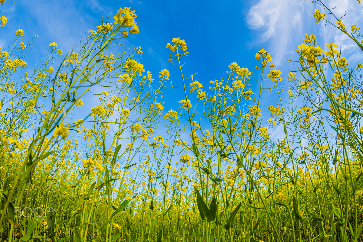 Nikon D810 + Nikon AF Fisheye-Nikkor 16mm F2.8D sample photo. The spring photography