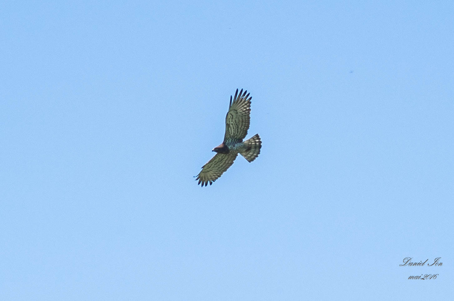 Pentax K-x + smc PENTAX-FA 70-200mm F4-5.6 sample photo. Circaetus gallicus photography