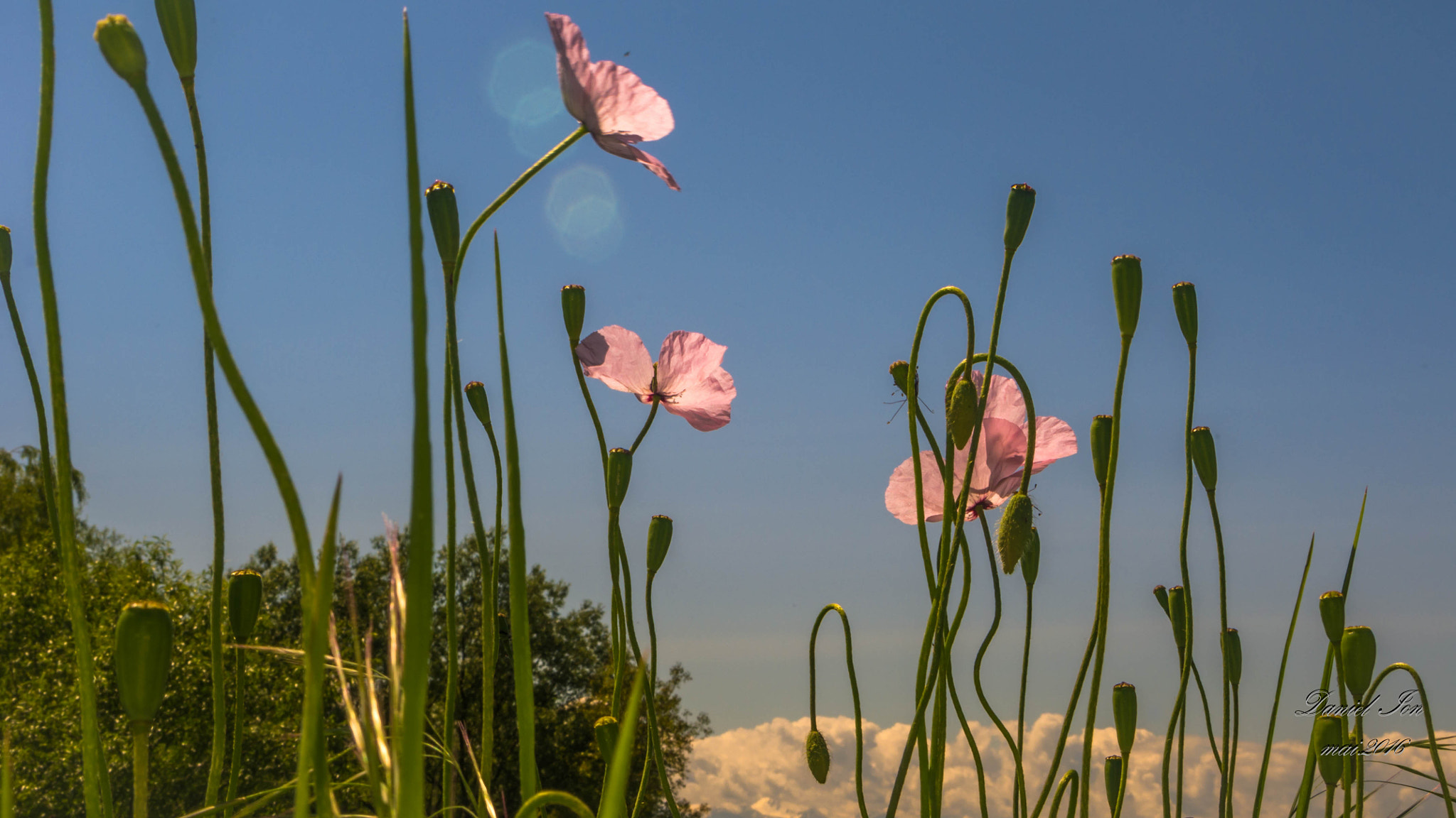 Pentax K-x sample photo. Flower photography