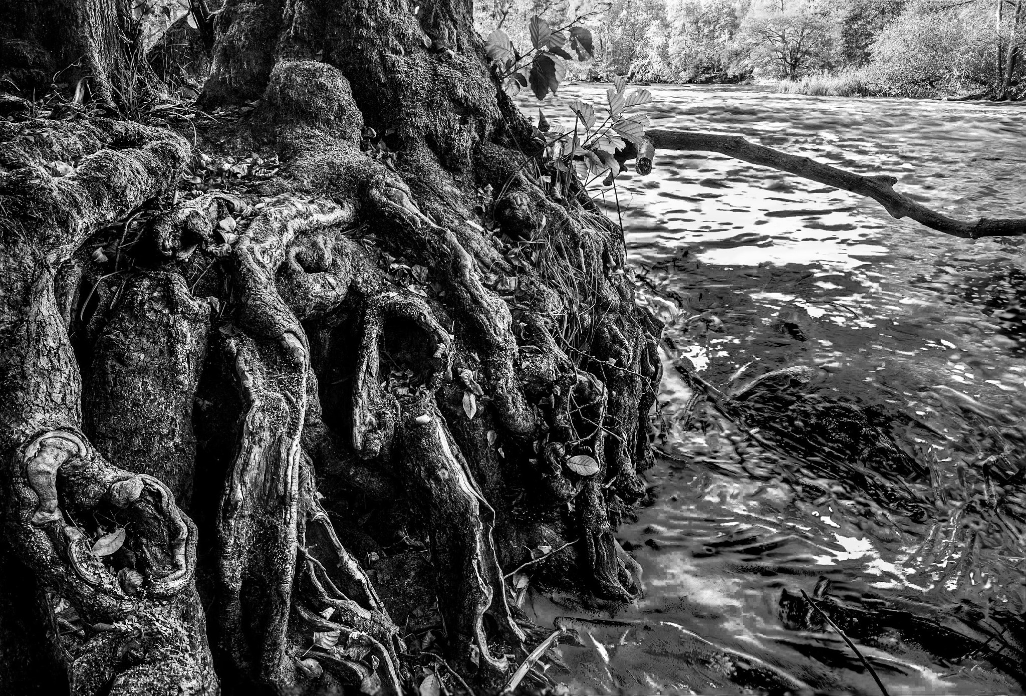 Canon TS-E 24mm F3.5L II Tilt-Shift sample photo. Winding roots photography