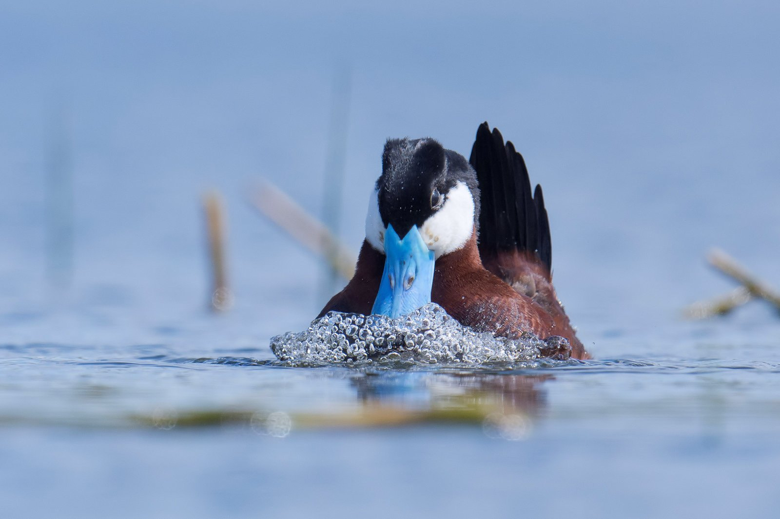 Nikon AF-S Nikkor 500mm F4G ED VR sample photo. Ruddy duck making bubbles photography