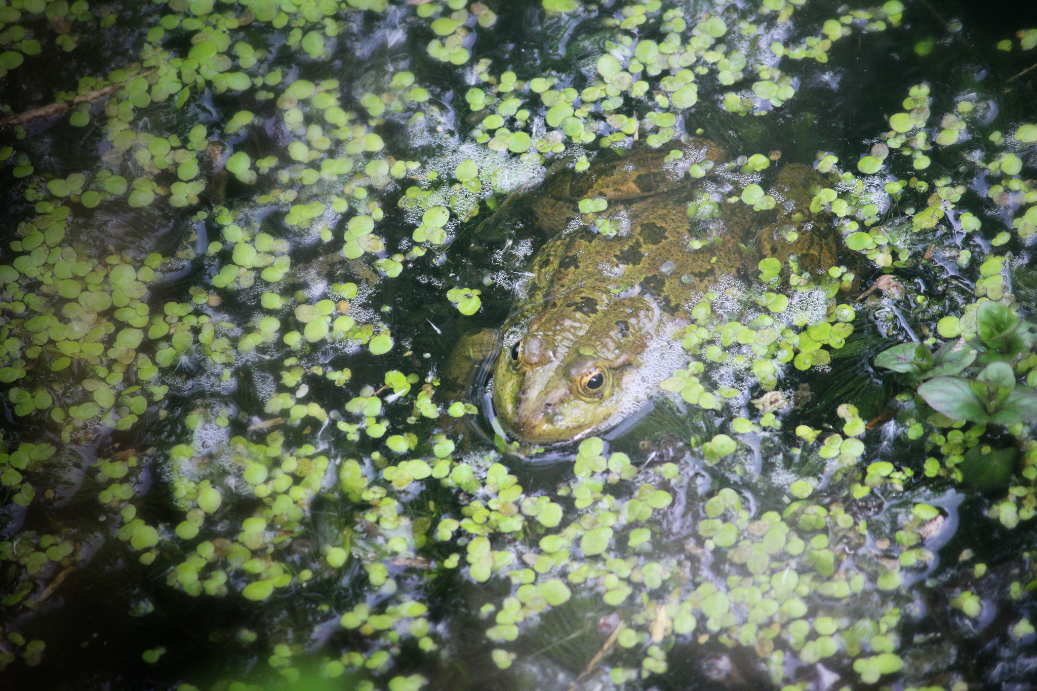 Canon EF-S 55-250mm F4-5.6 IS II sample photo. Grenouille verte photography