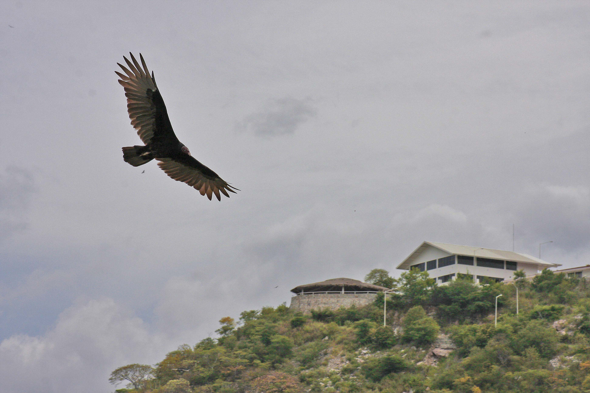 Canon EF 75-300mm f/4-5.6 USM sample photo. Buzzard photography