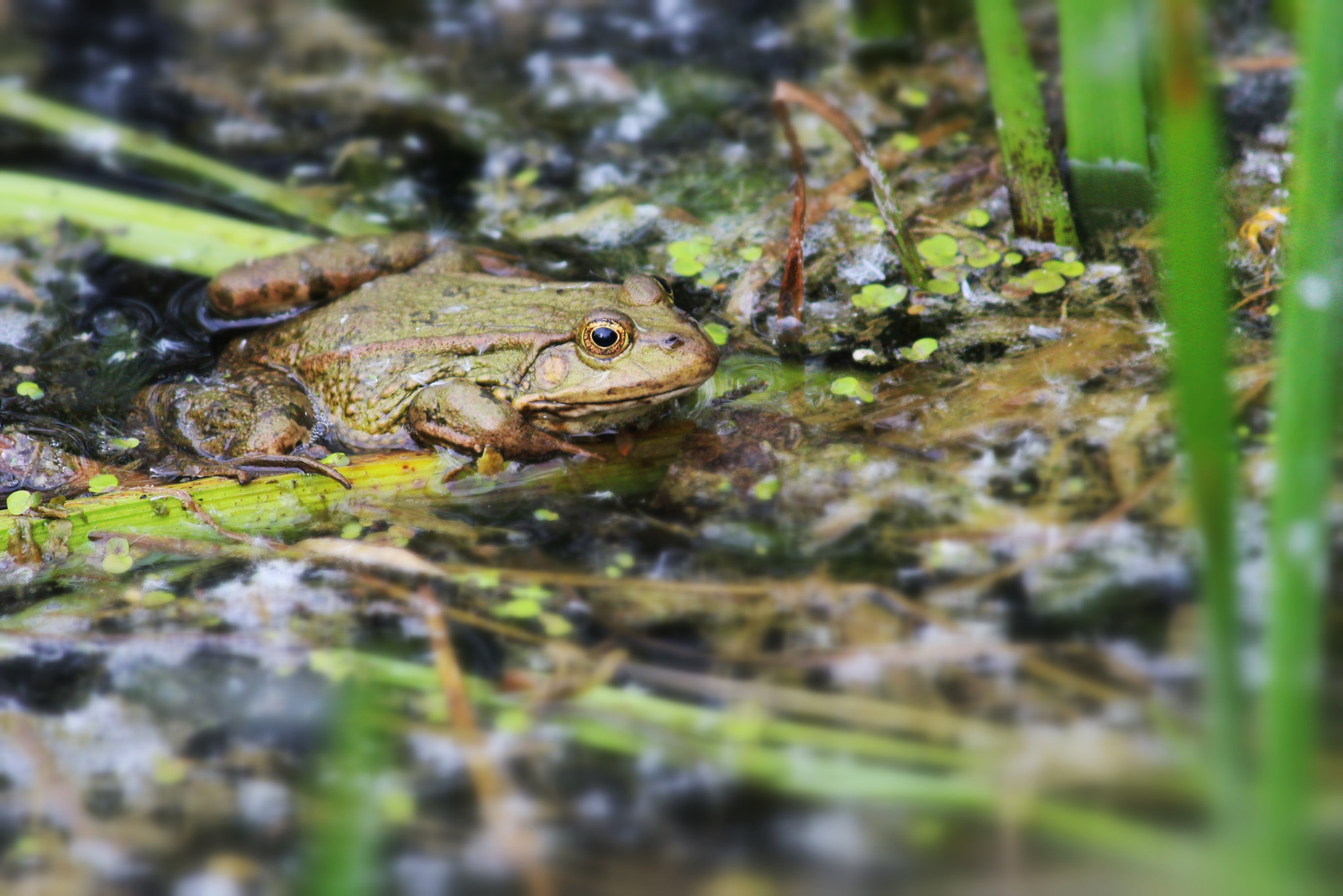 Canon EF-S 55-250mm F4-5.6 IS II sample photo. Grenouille photography