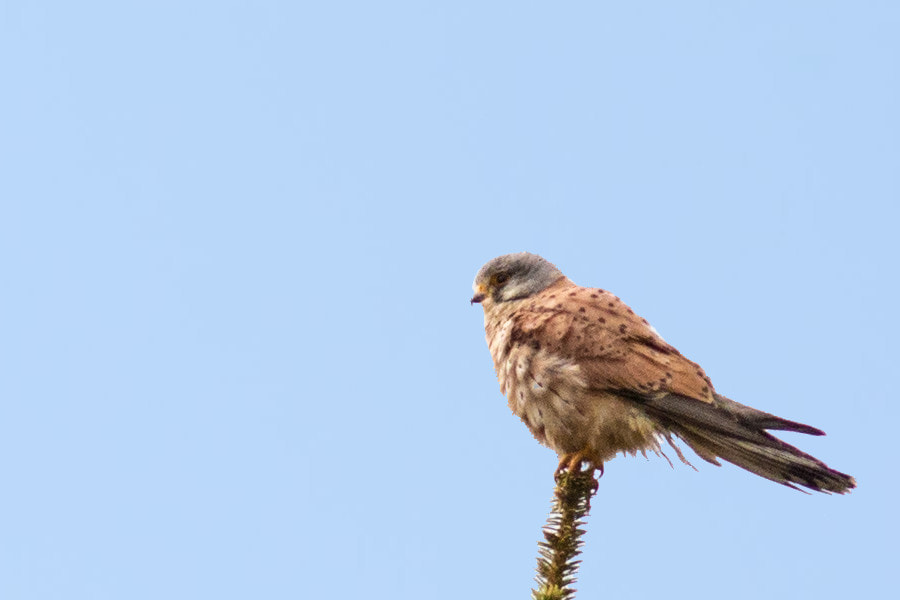 Canon EF 300mm F4L IS USM sample photo. Turmfalke photography