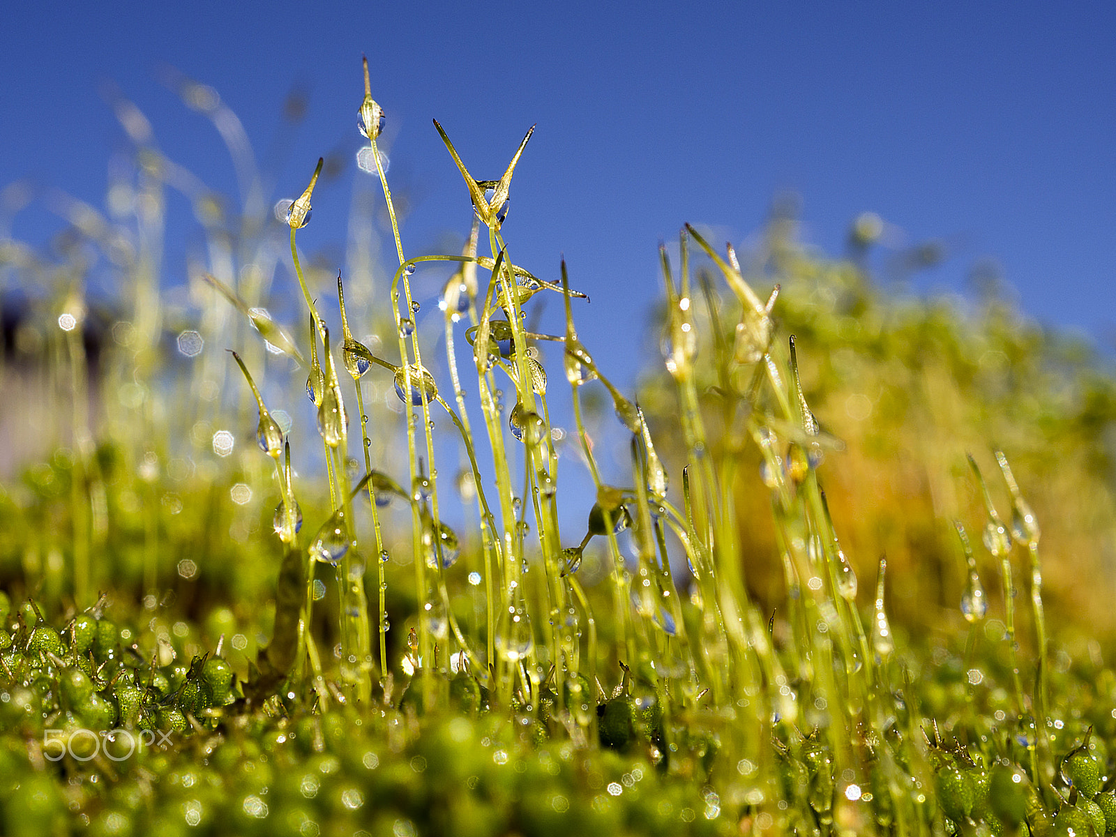 Sony DT 30mm F2.8 Macro SAM sample photo. Moss photography
