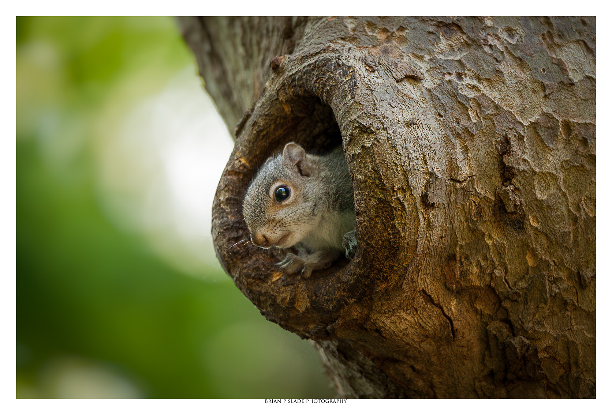 Canon EOS 5D Mark II + Sigma 150-600mm F5-6.3 DG OS HSM | C sample photo. Hole in my life photography