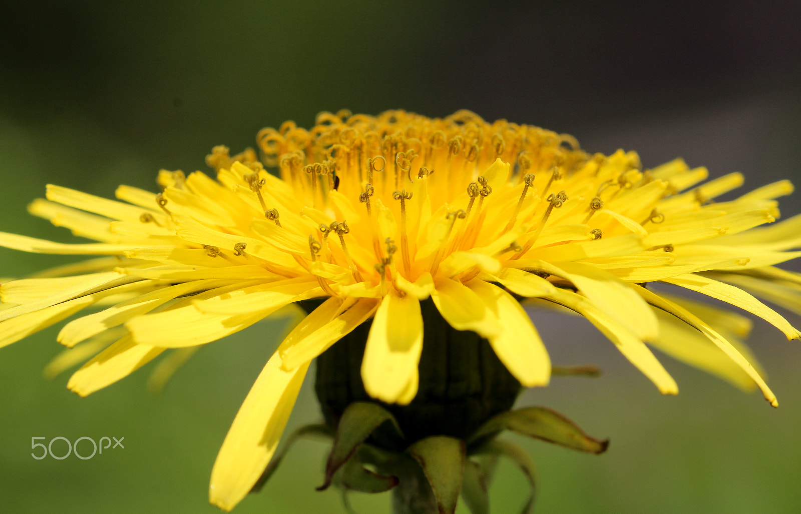 Sigma 105mm F2.8 EX DG OS HSM sample photo. Yellow horizon photography