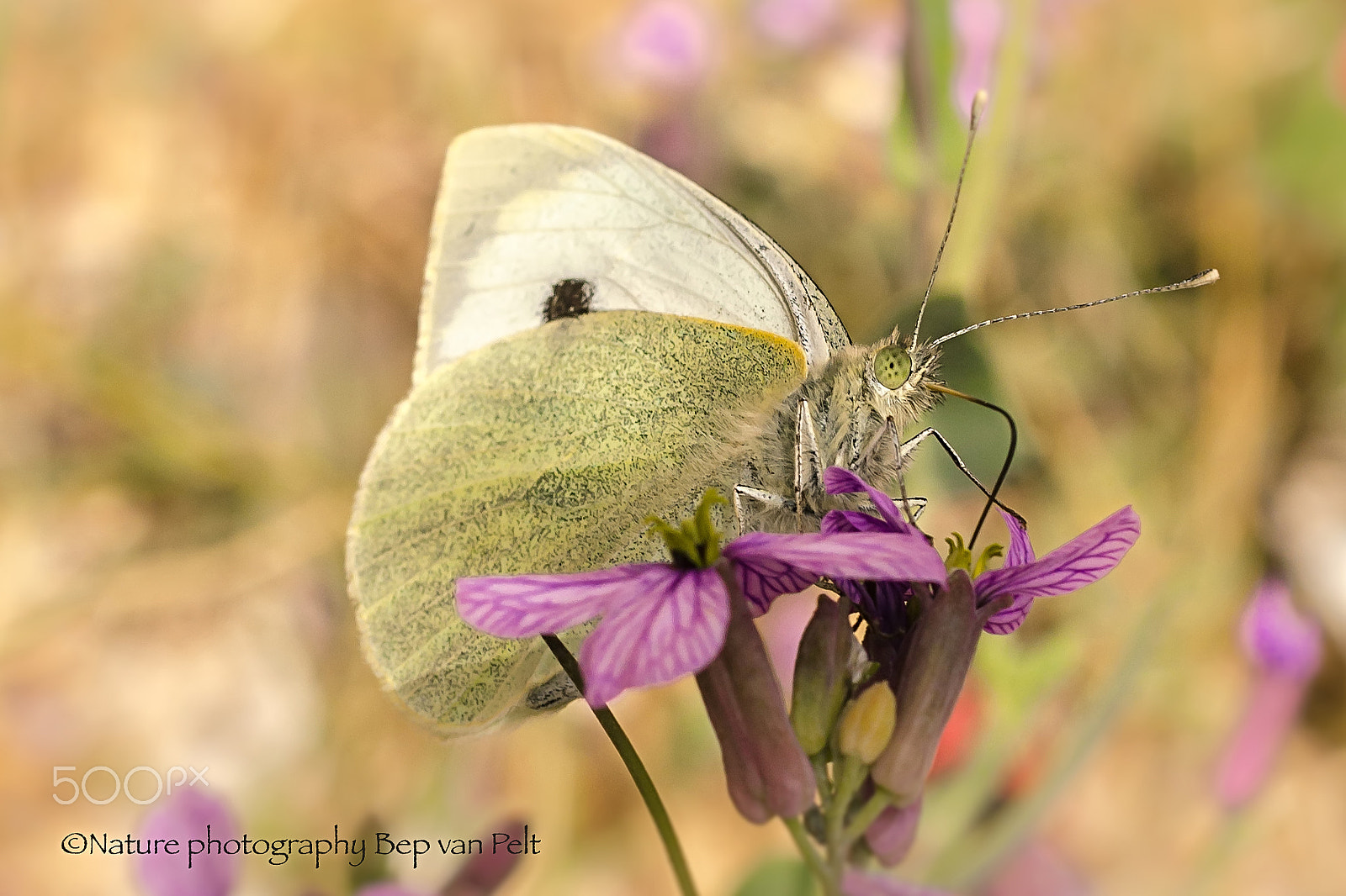 Nikon D7000 + Sigma 50mm F2.8 EX DG Macro sample photo. Pontia daplidice the bath white photography